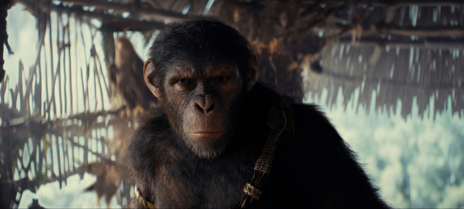 1600x720 Resolution 2024 Kingdom of the Planet of the Apes Movie ...