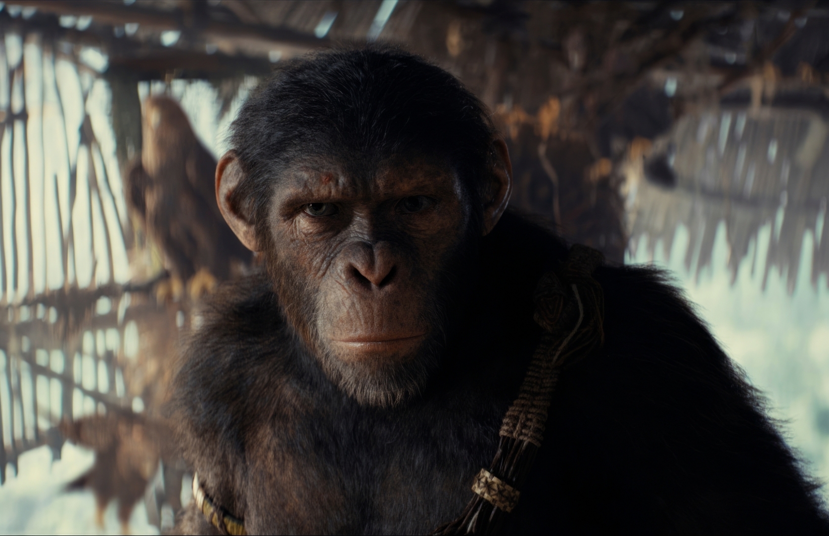 1676x1085 Resolution 2024 Kingdom of the of the Apes Movie
