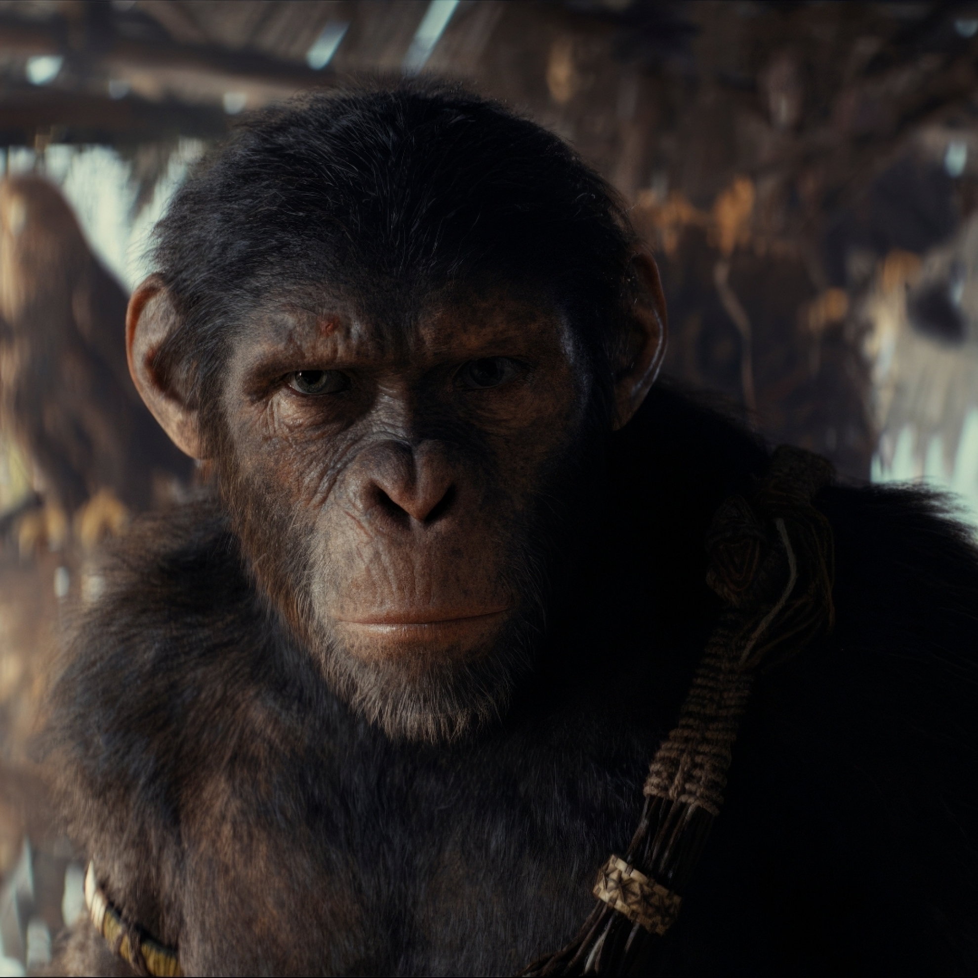 1980x1980 Resolution 2024 Kingdom of the of the Apes Movie