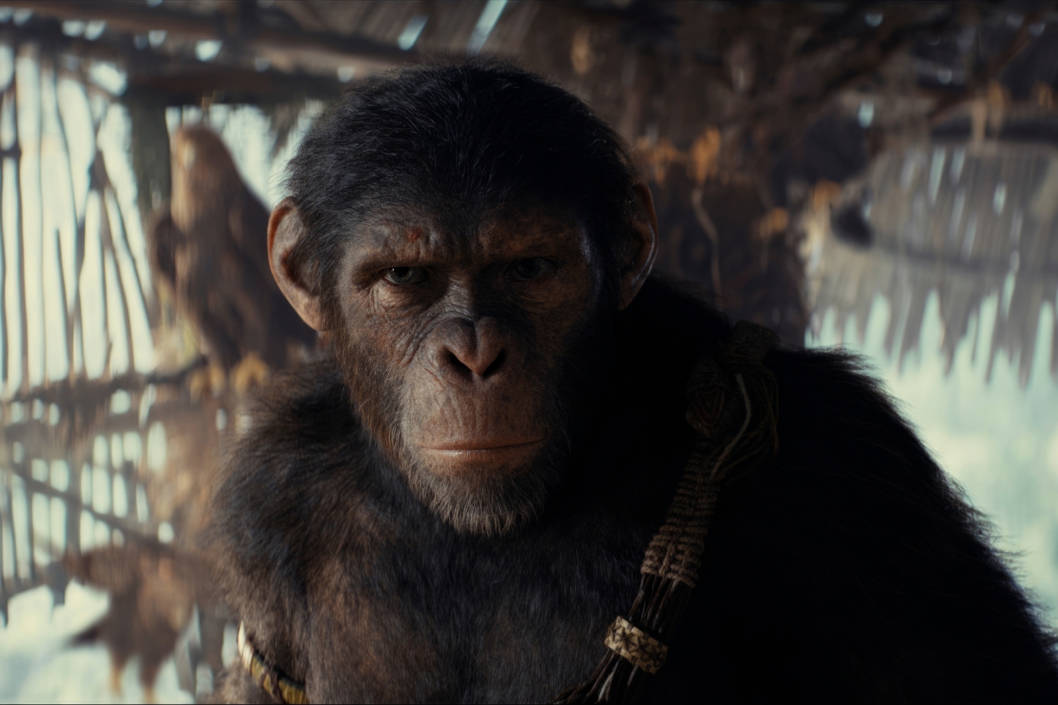 2160x1440 Resolution 2024 Kingdom of the of the Apes Movie