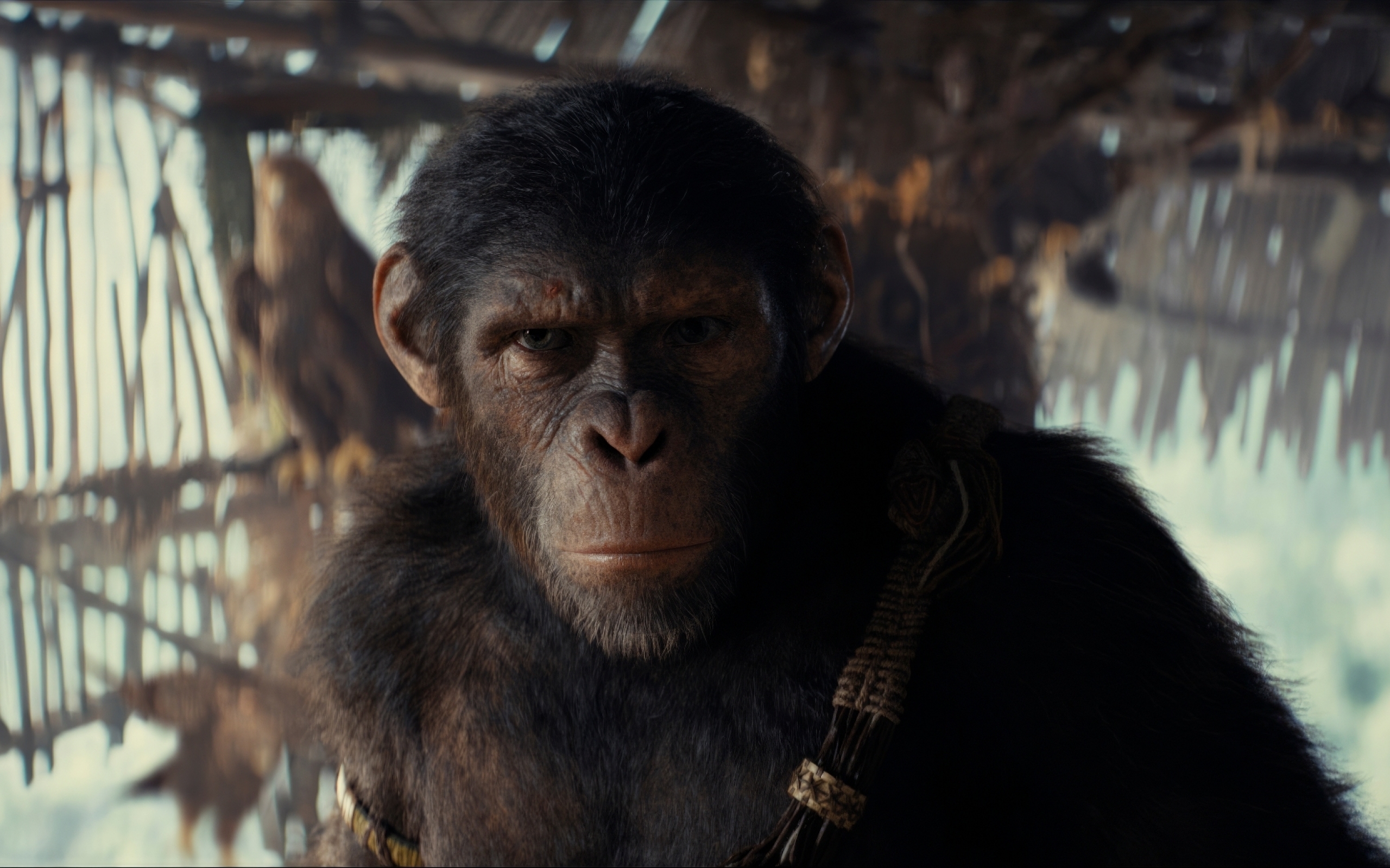 2560x1600 Resolution 2024 Kingdom of the of the Apes Movie