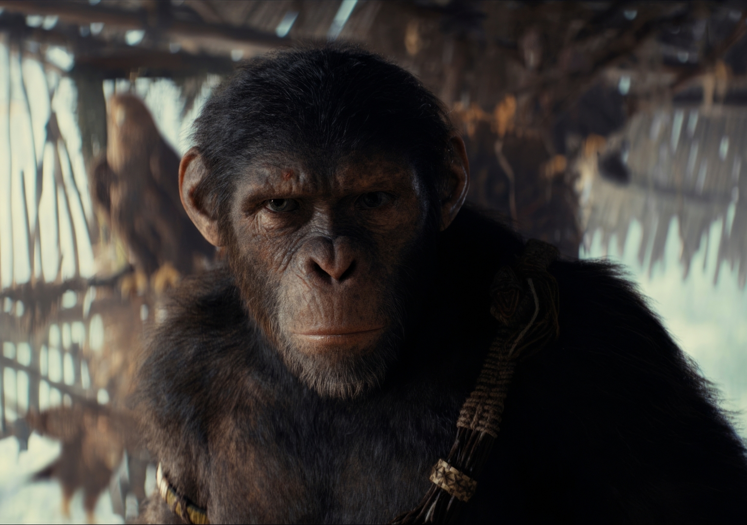2560x1800 Resolution 2024 Kingdom of the of the Apes Movie
