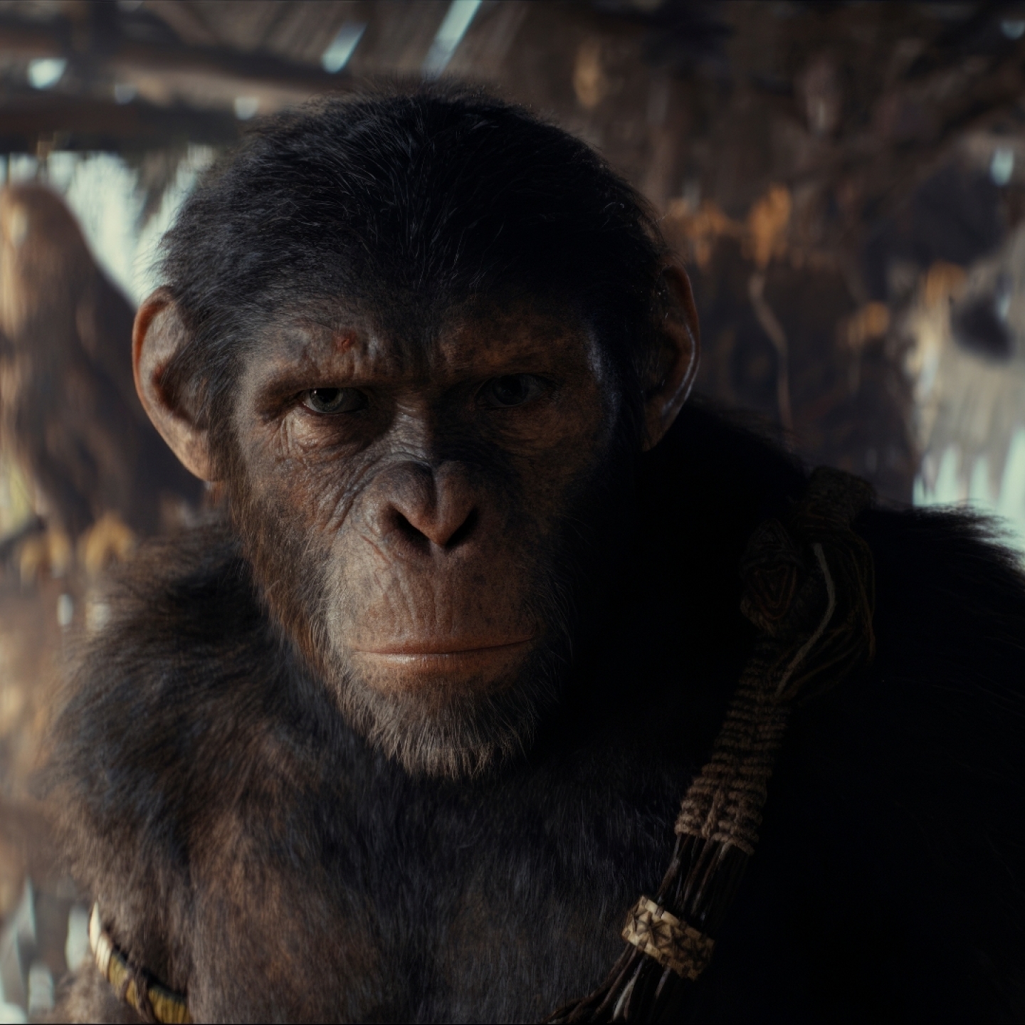 1440x1440 Resolution 2025 Kingdom of the of the Apes Movie