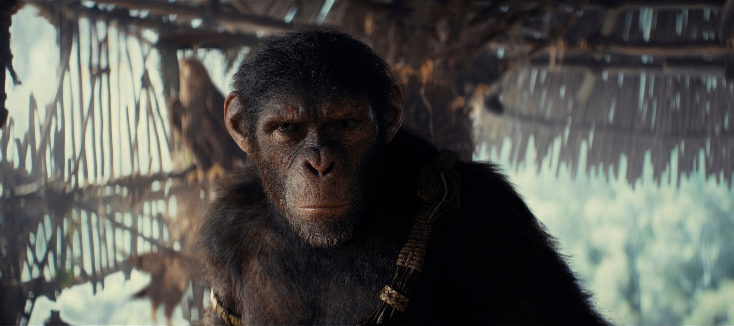 950x1534 Resolution 2025 Kingdom of the of the Apes Movie