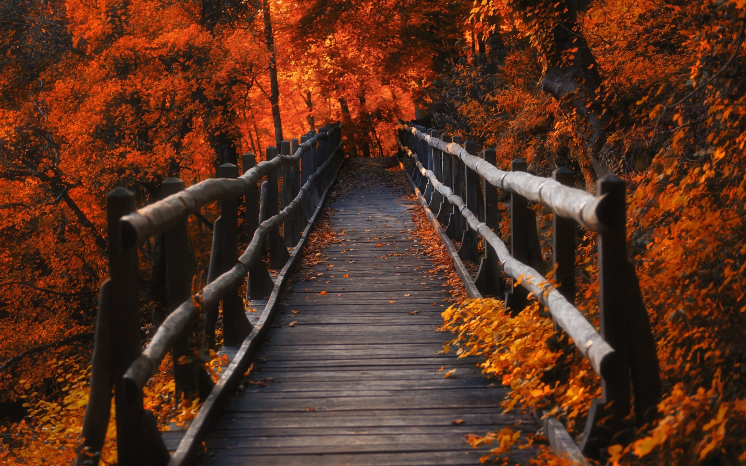 2560x1600 A Bridge in Autumn Season 2560x1600 Resolution Wallpaper, HD