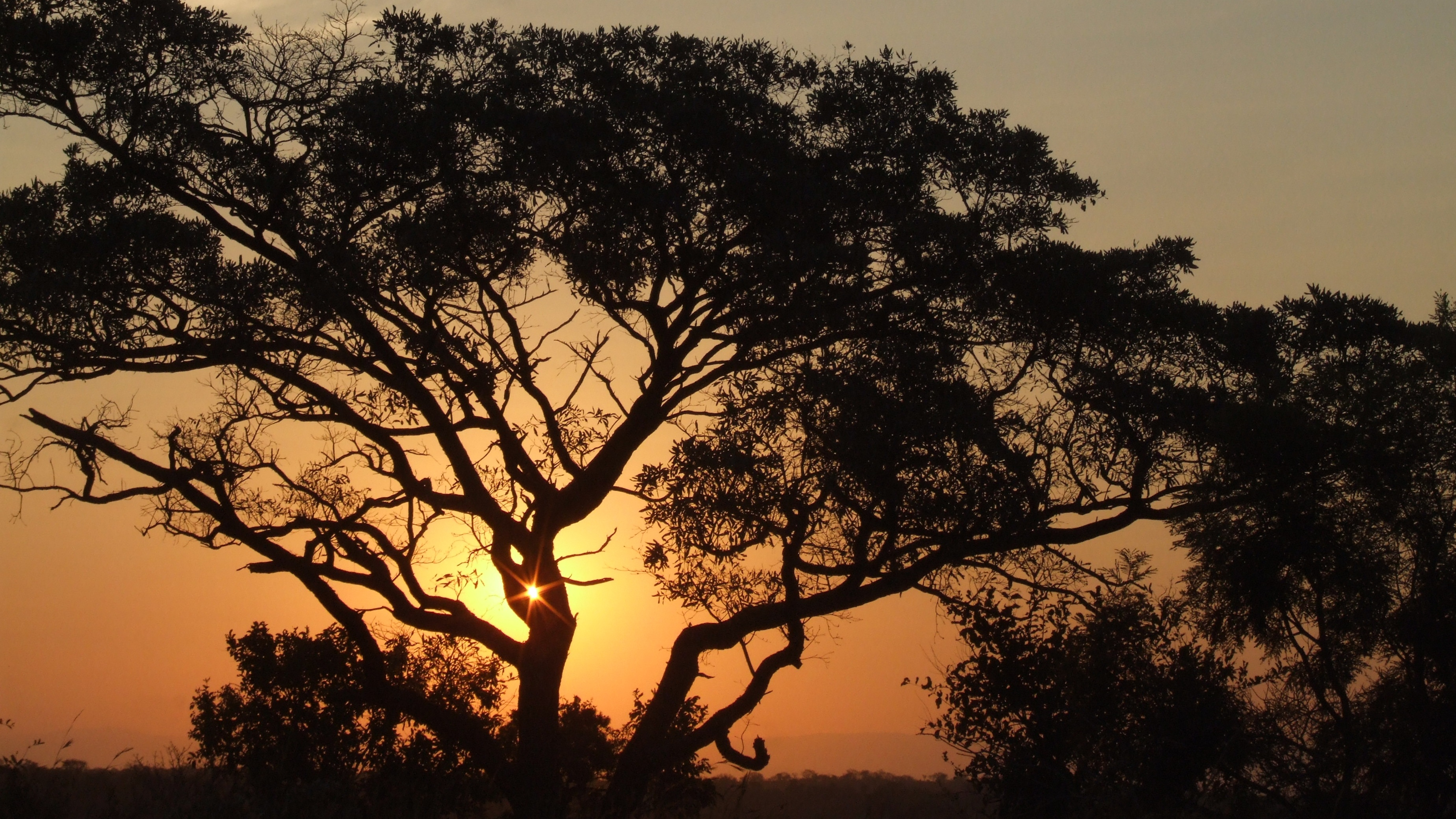 Fever Trees at Sunset, Africa загрузить