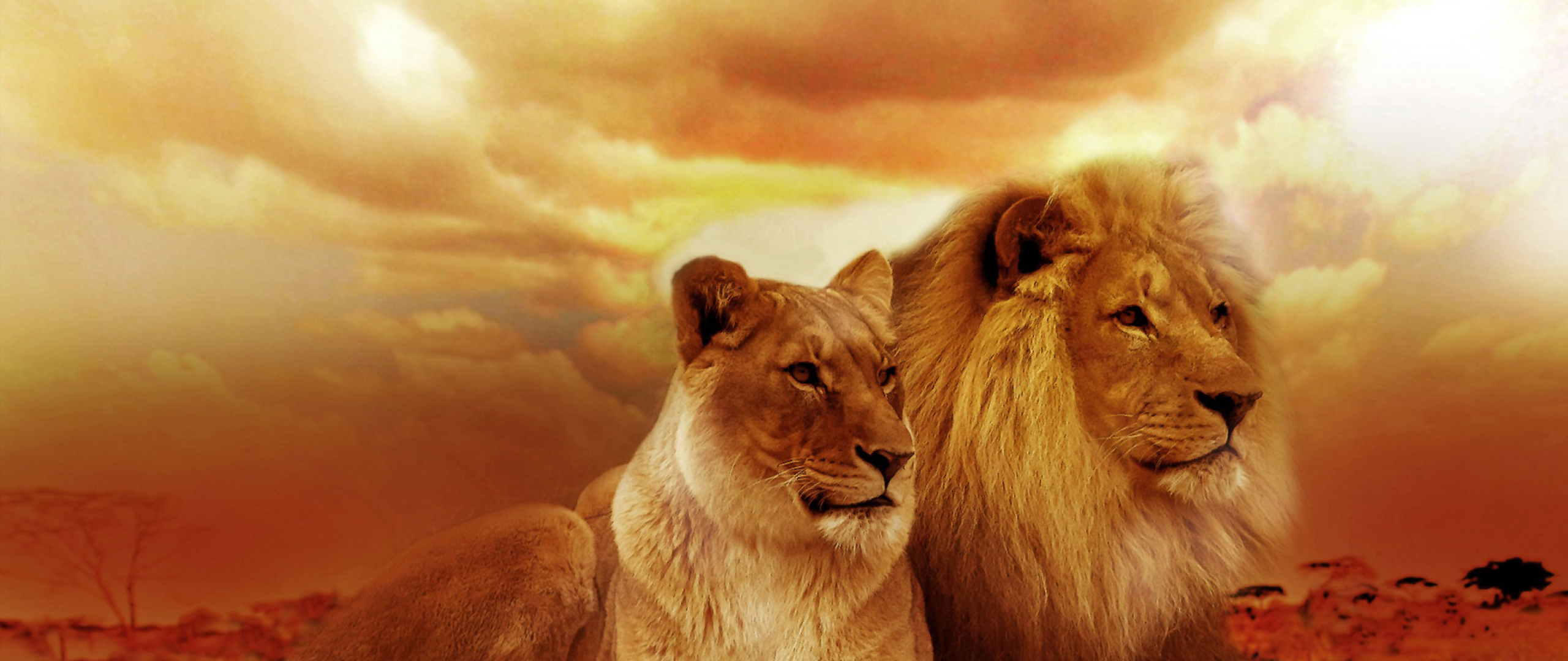 Лев мужчина цвет. Обои бежевый Лев. Лев aesthetic. Фотографии природы в высоком качестве.