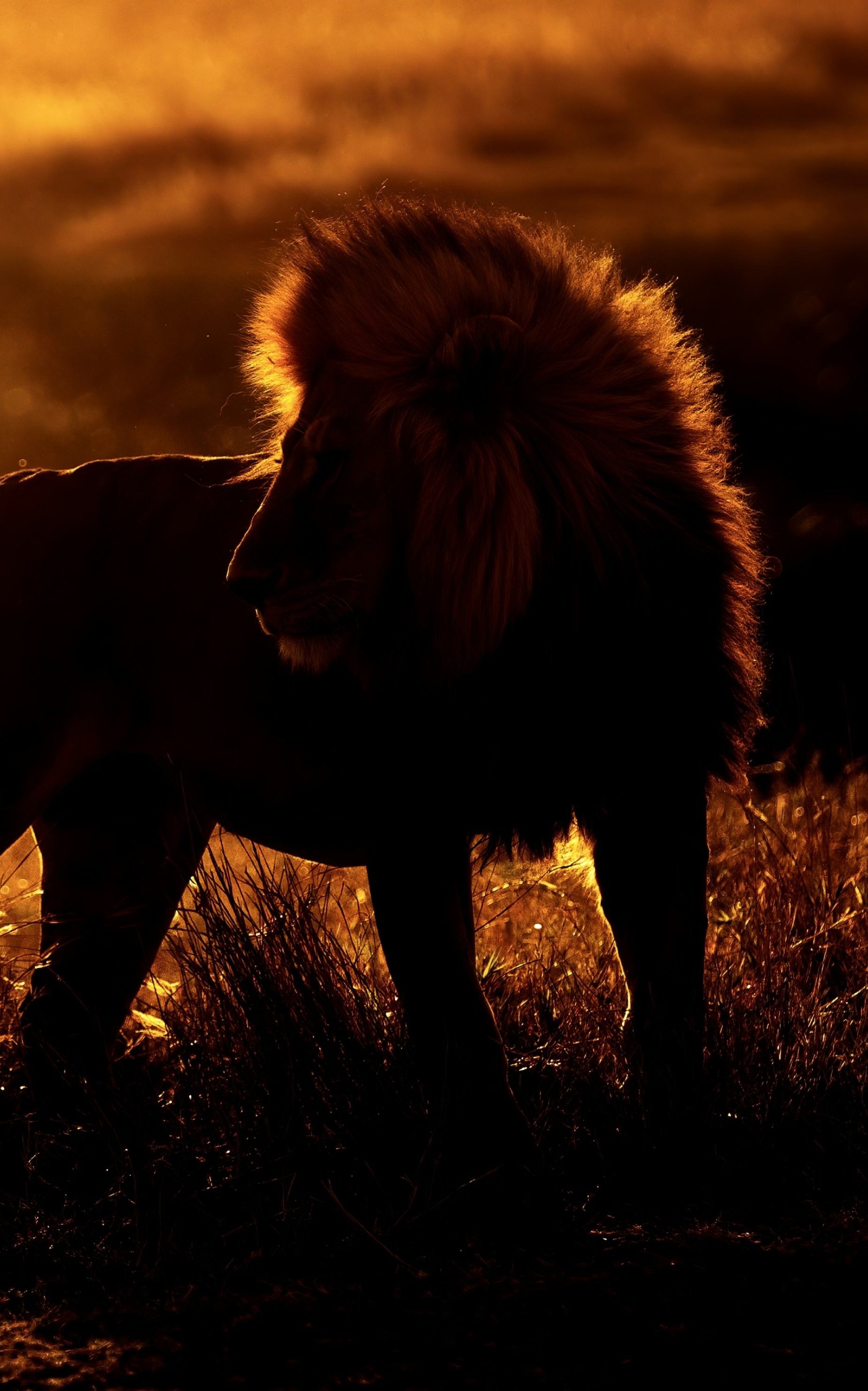 1848x2960 African Lion 1848x2960 Resolution Wallpaper, HD Animals 4K ...