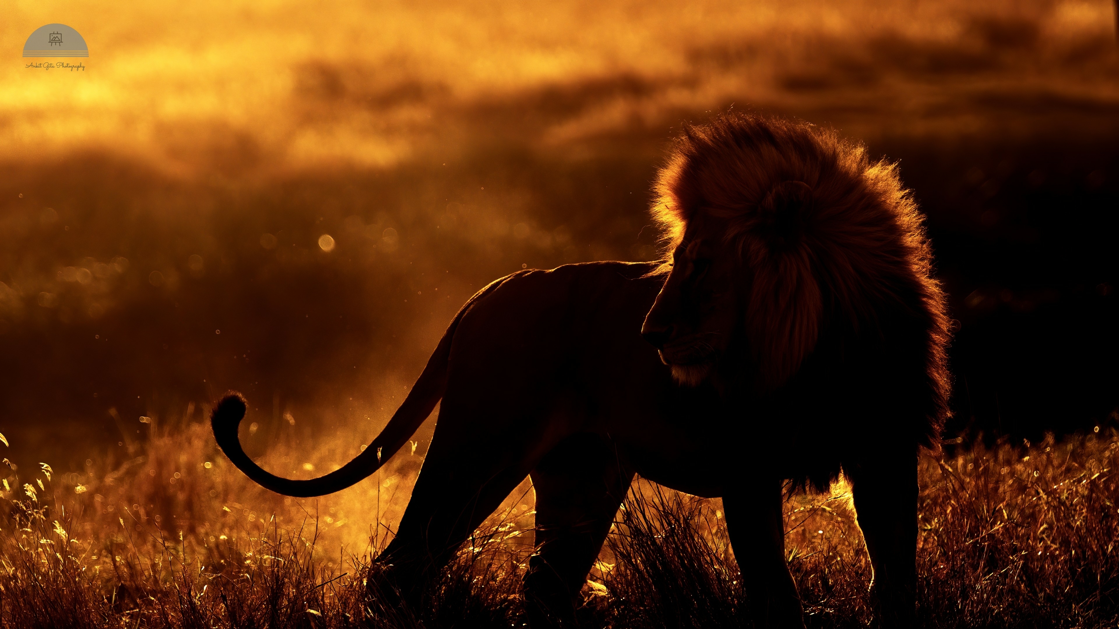 3840x2160 African Lion 4K Wallpaper, HD Animals 4K Wallpapers, Images,  Photos and Background - Wallpapers Den