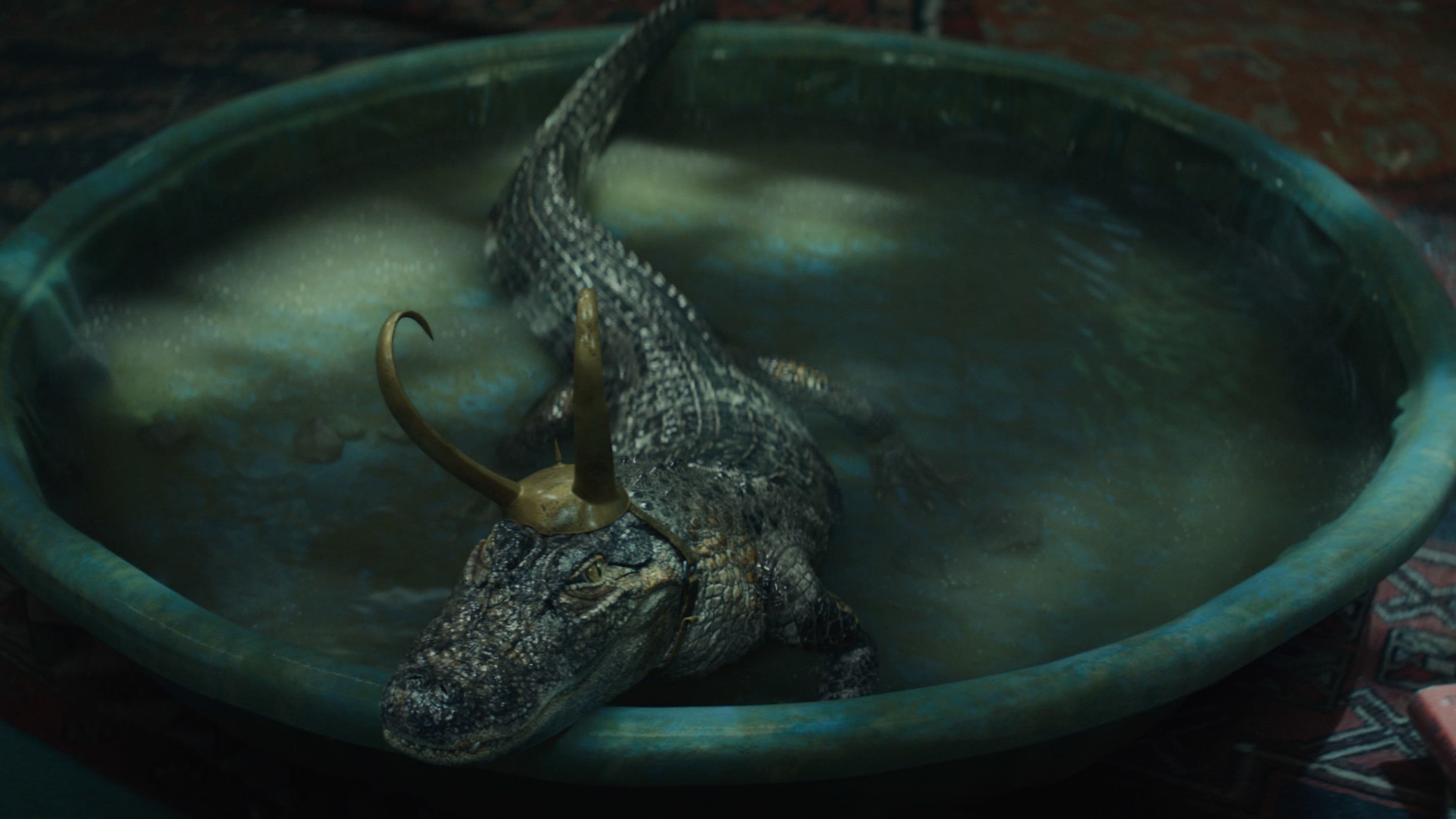 Crocodile soaked in water wallpaper photo  Free Animal Image on Unsplash