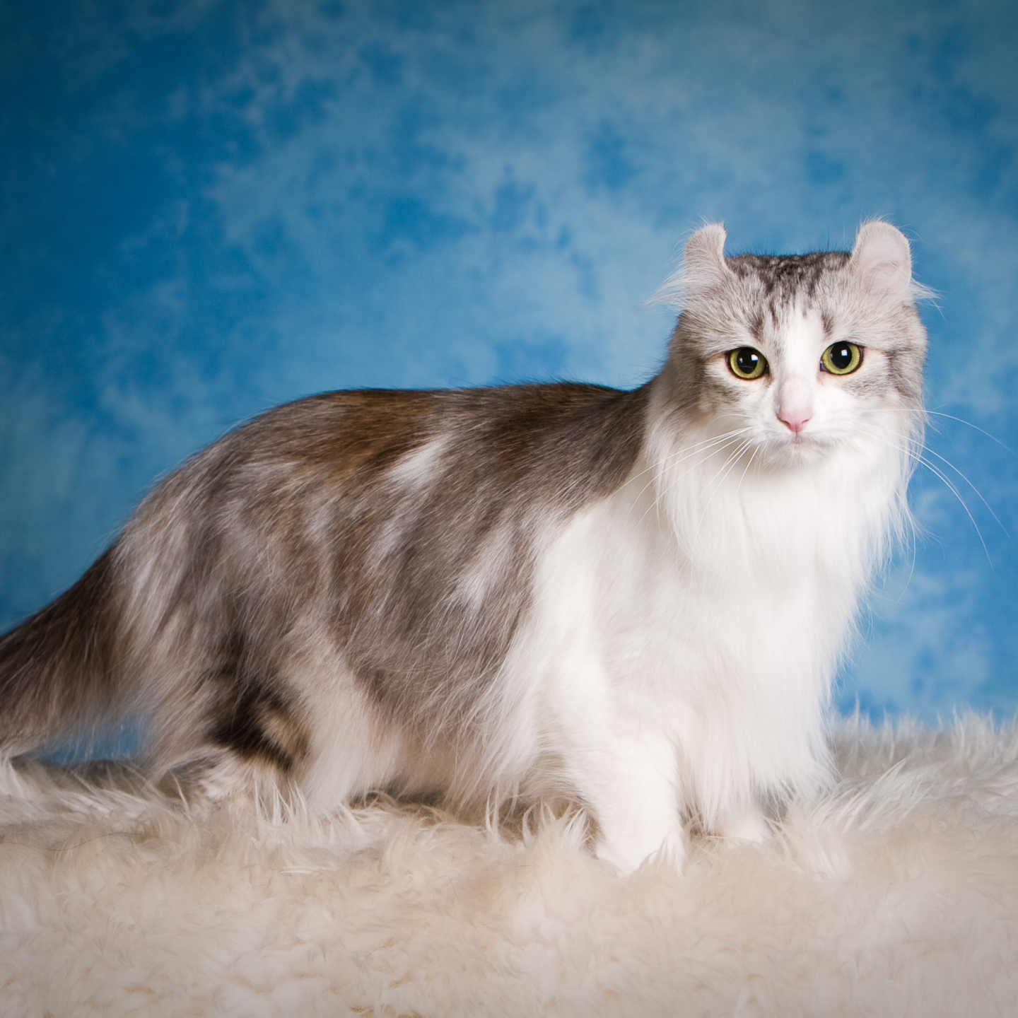 american curl cat