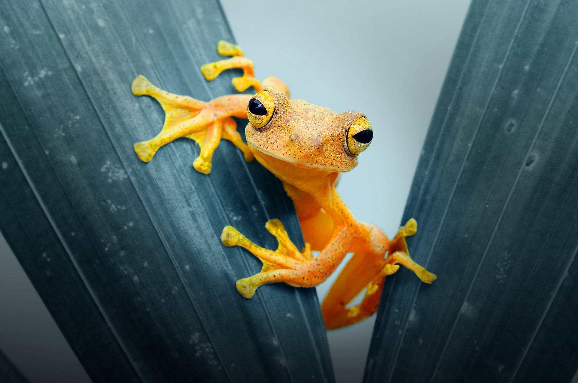 1920x10802019410 Amphibian HD Frog 1920x10802019410 Resolution Wallpaper,  HD Animals 4K Wallpapers, Images, Photos and Background - Wallpapers Den