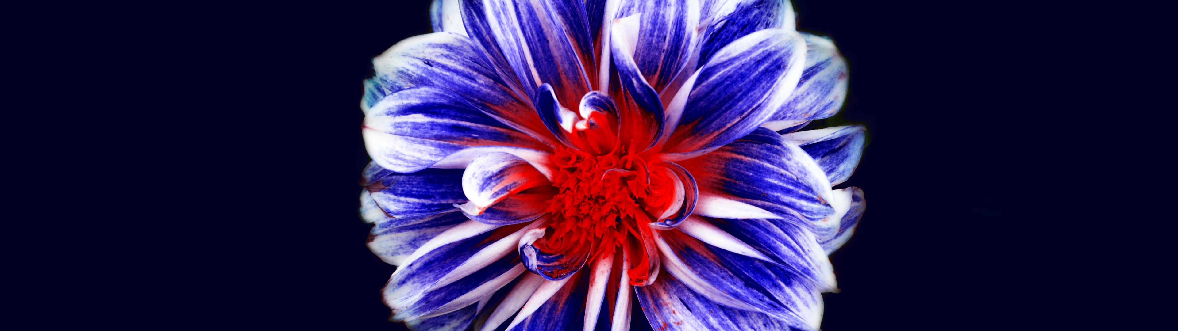 3840x1080 Resolution Artistic Flower 3840x1080 Resolution Wallpaper ...