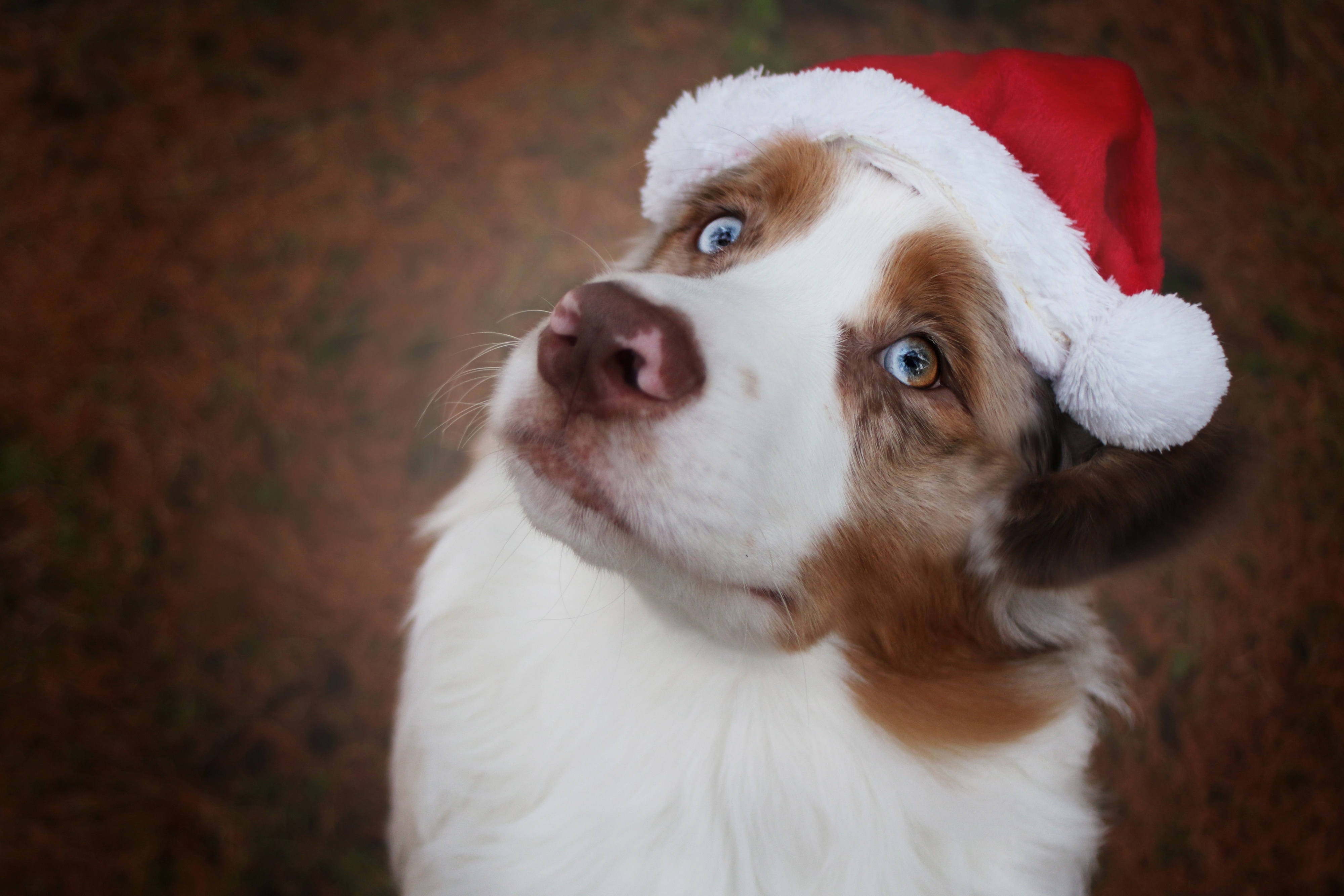 Australian Shepherd Dog with Santa Hat Wallpaper, HD Animals 4K Wallpapers, Images and