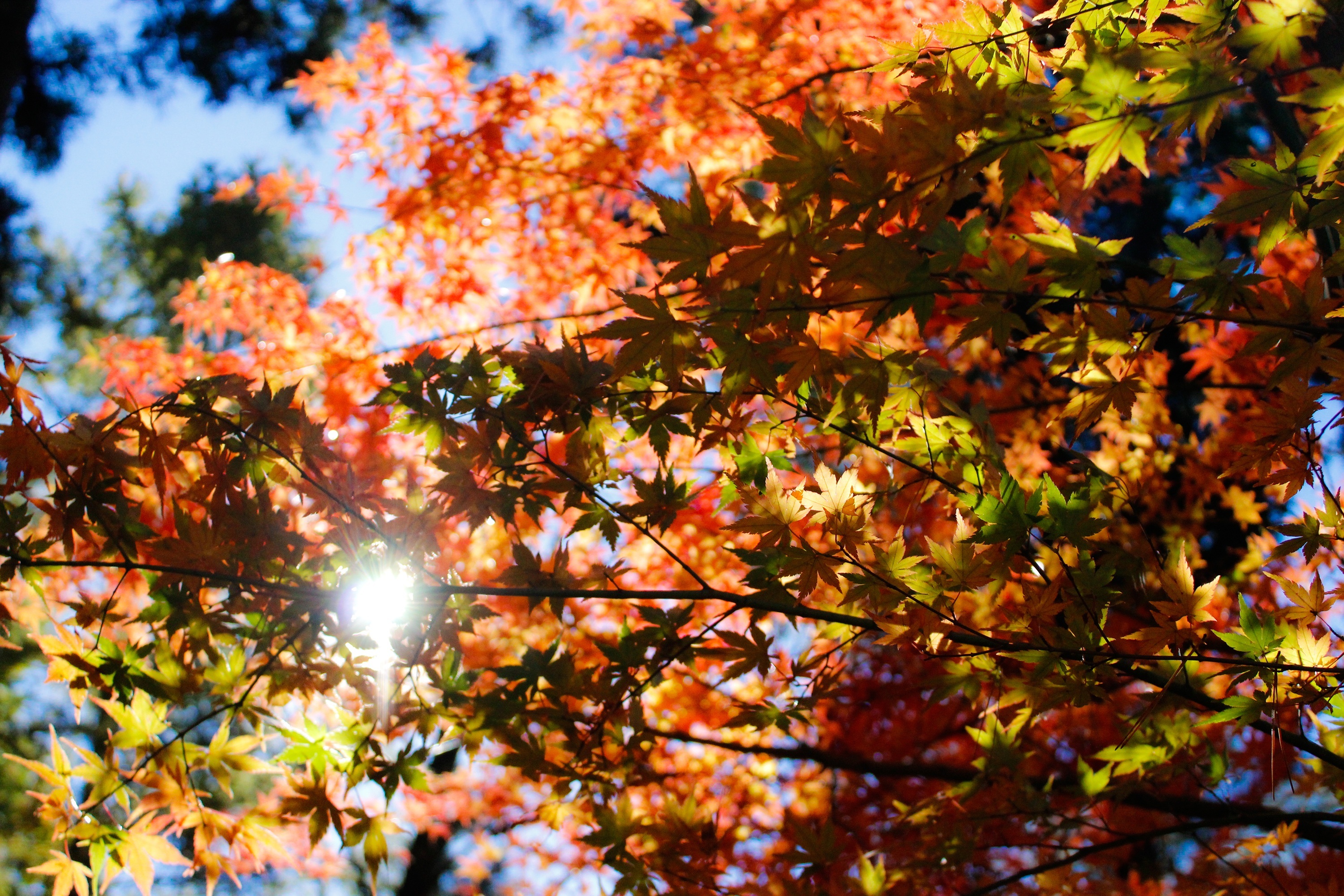 Осенние картинки. Клен autumn Radiance. Клен красный autumn Radiance. Осень. Красивая осень.