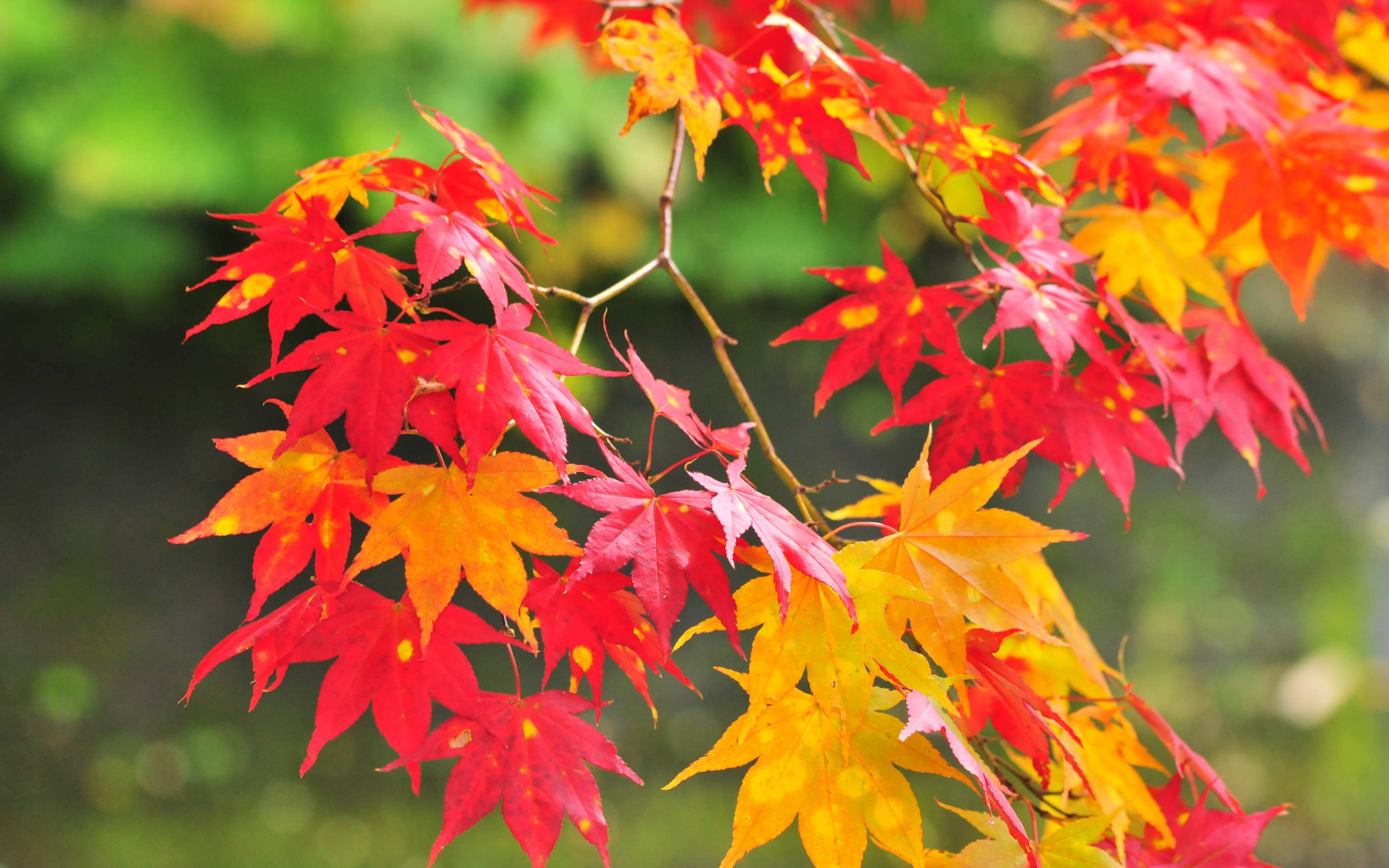 Цвет листа клена осенью. Осенние растения. Осень листья. Осень клен. Красивые осенние листья.