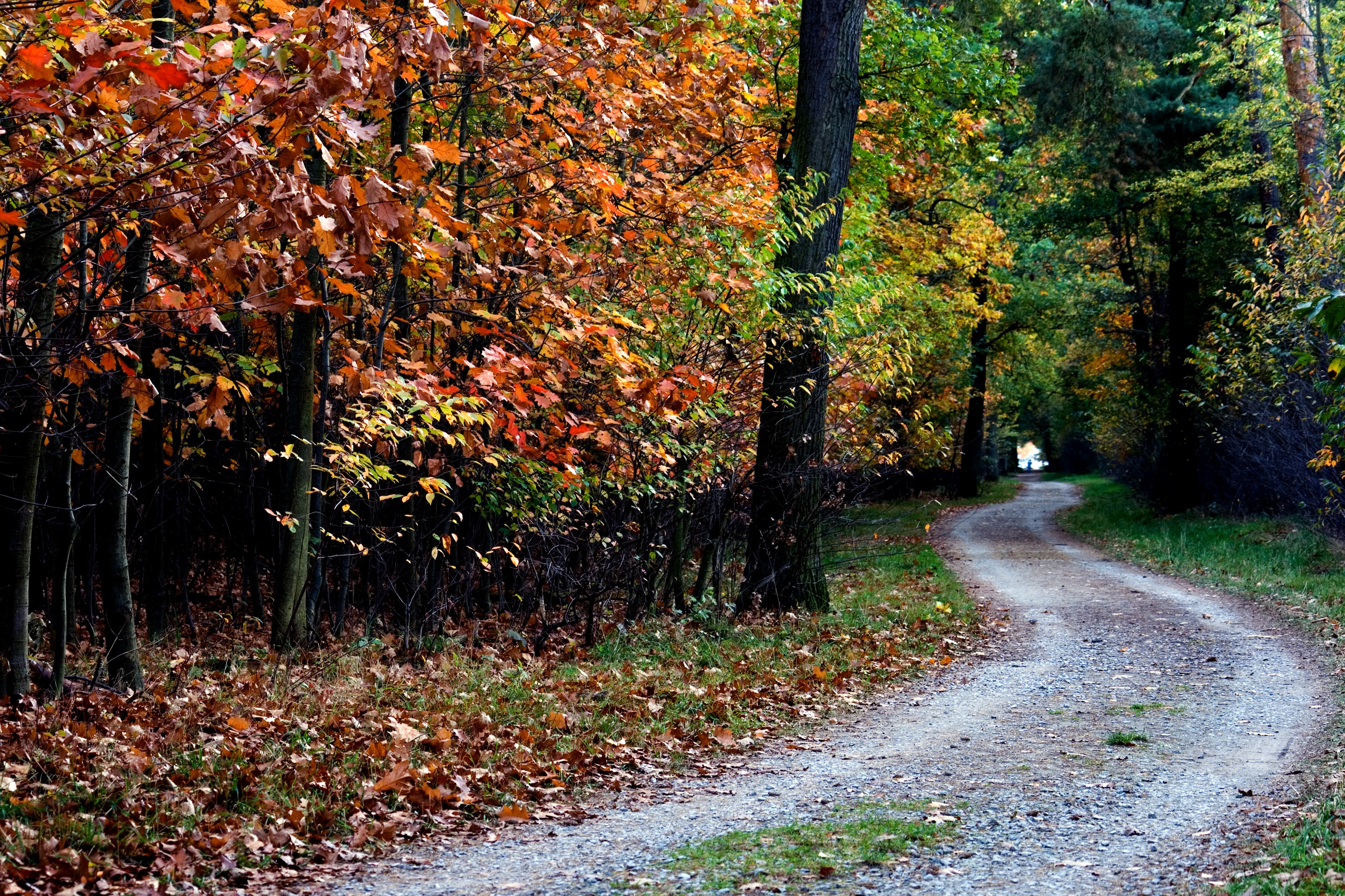 autumn, trail, trees Wallpaper, HD Nature 4K Wallpapers ...