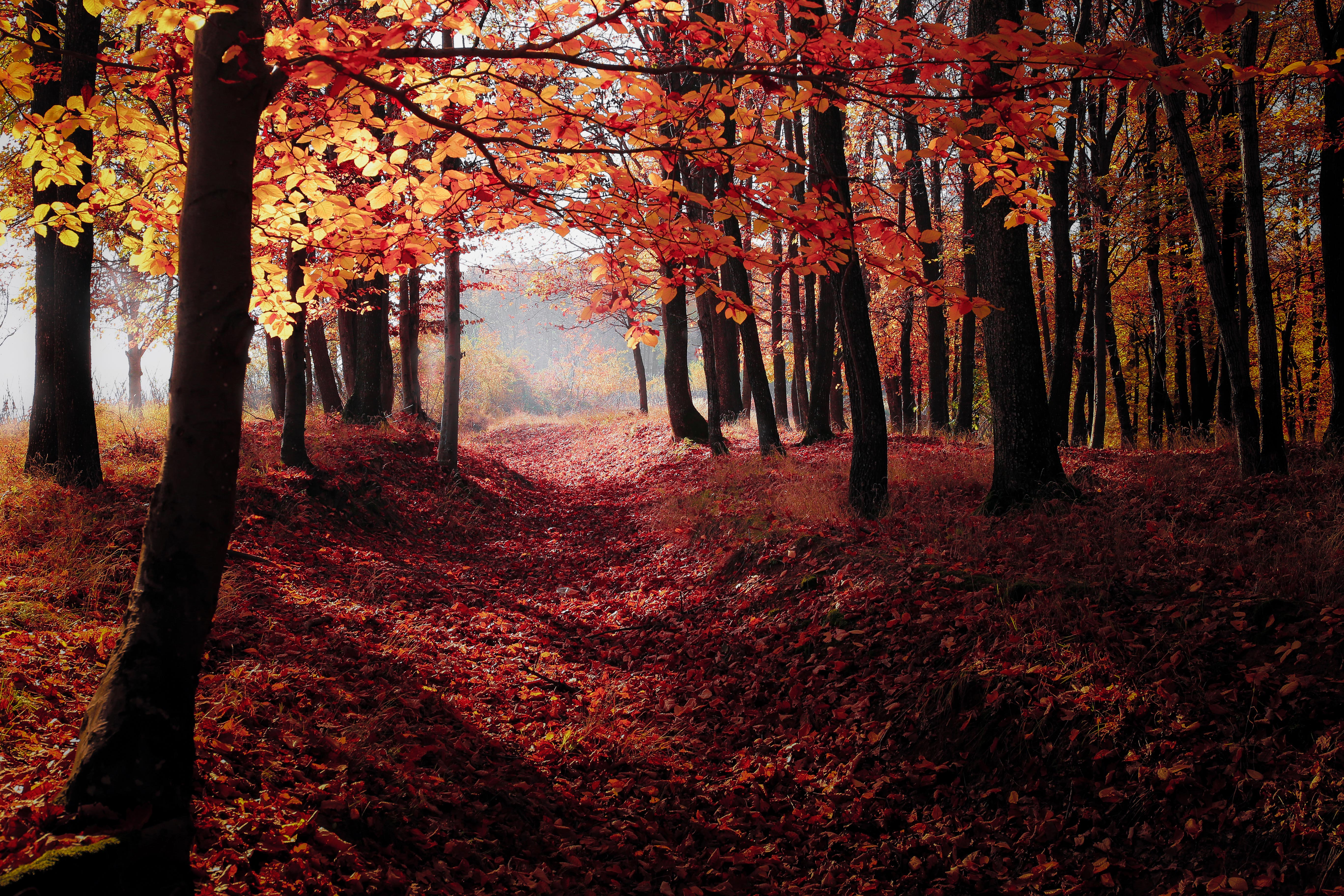 autumn woods west