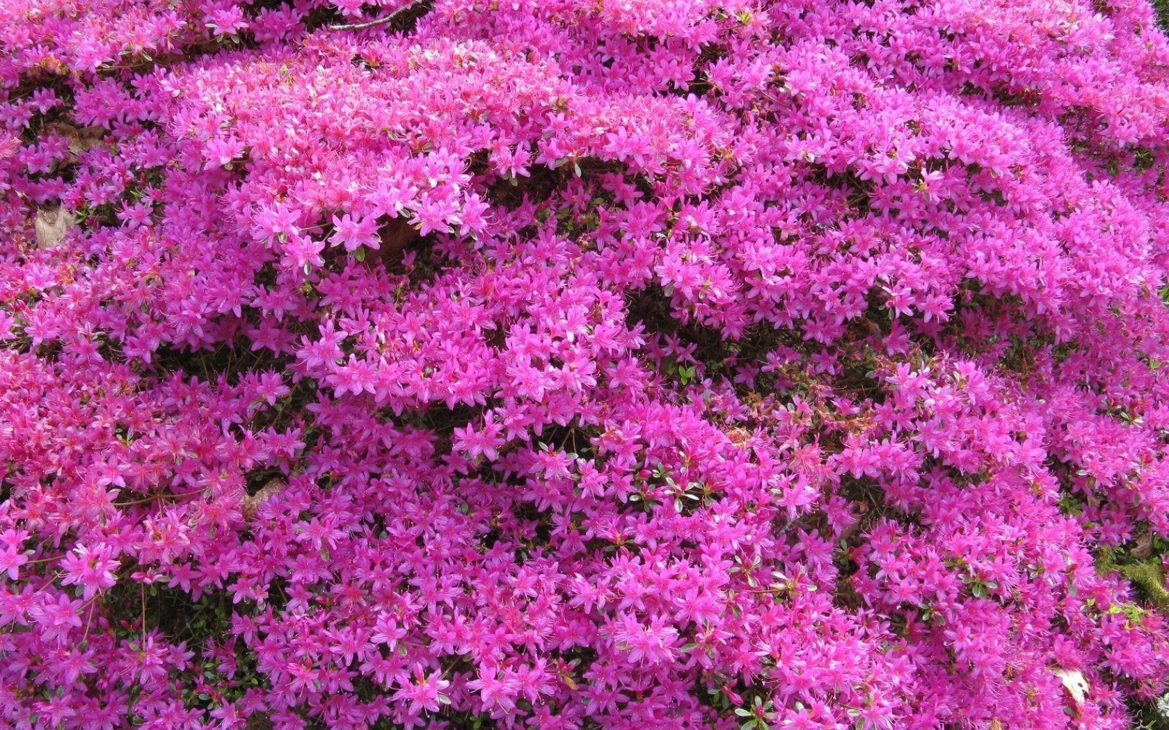 1680x1050 azalea, flowering, shrubs 1680x1050 Resolution Wallpaper, HD  Flowers 4K Wallpapers, Images, Photos and Background - Wallpapers Den