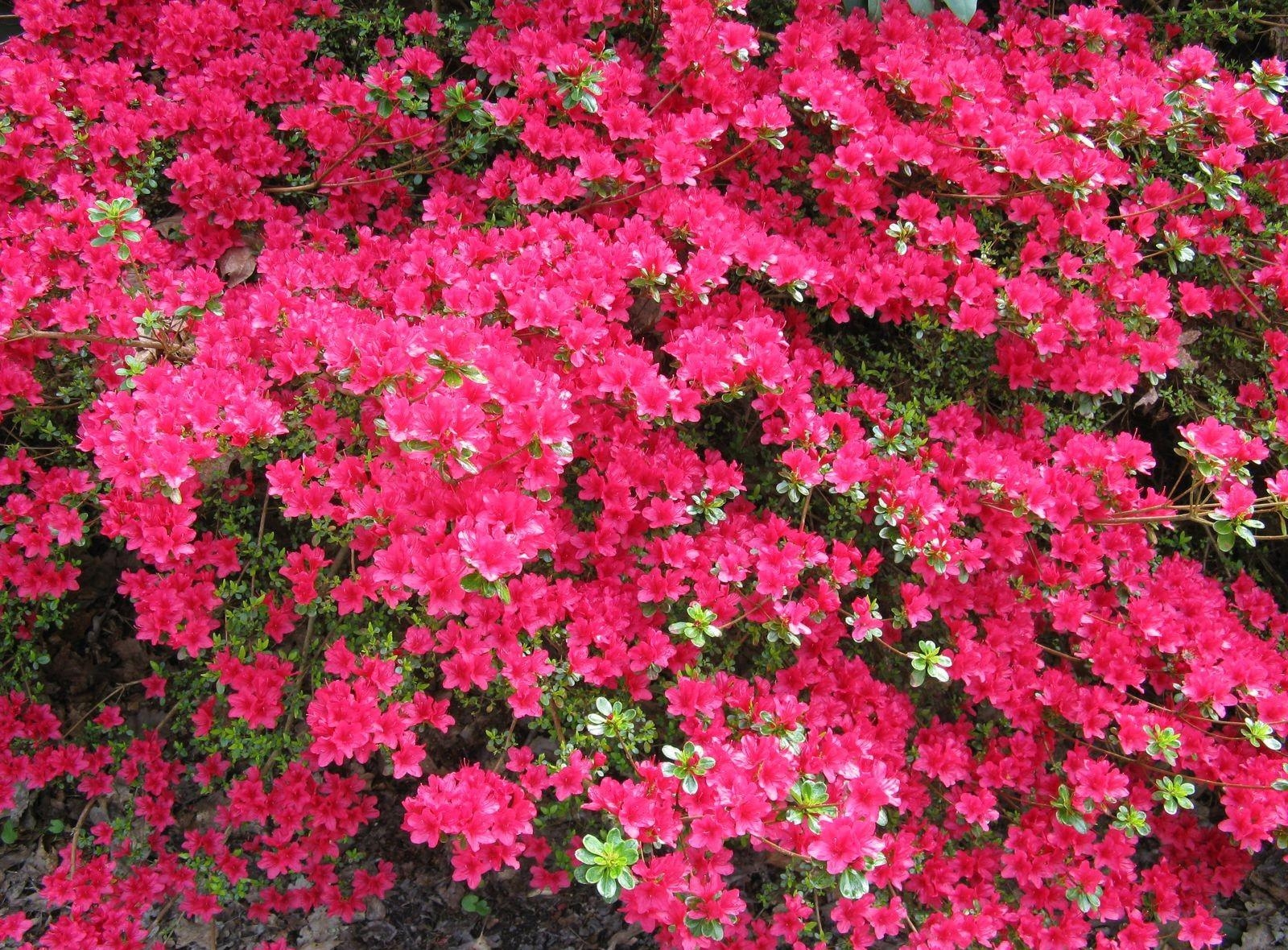 azalea, shrub, bloom Wallpaper, HD Flowers 4K Wallpapers