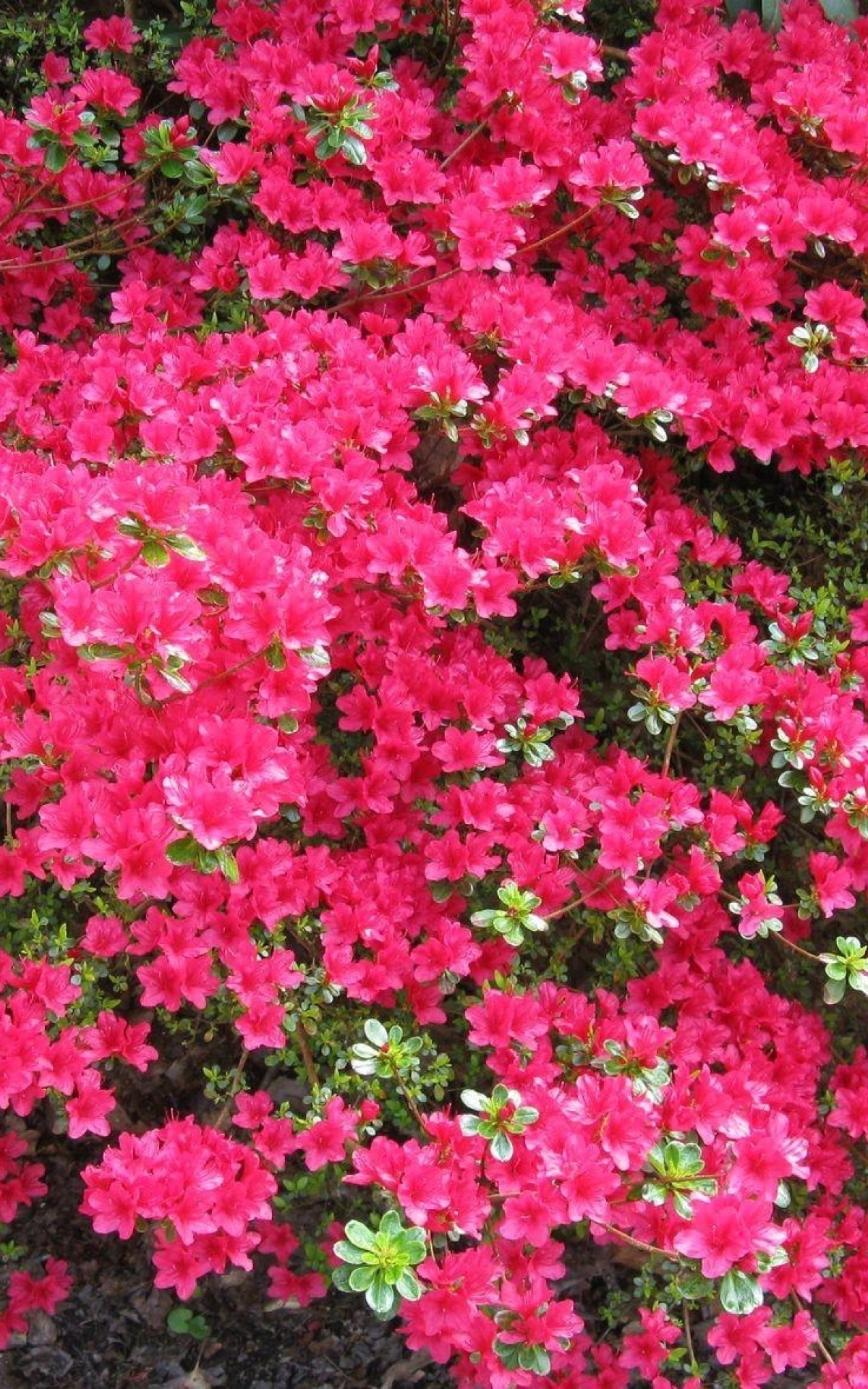 1200x1920 azalea, shrub, bloom 1200x1920 Resolution Wallpaper, HD