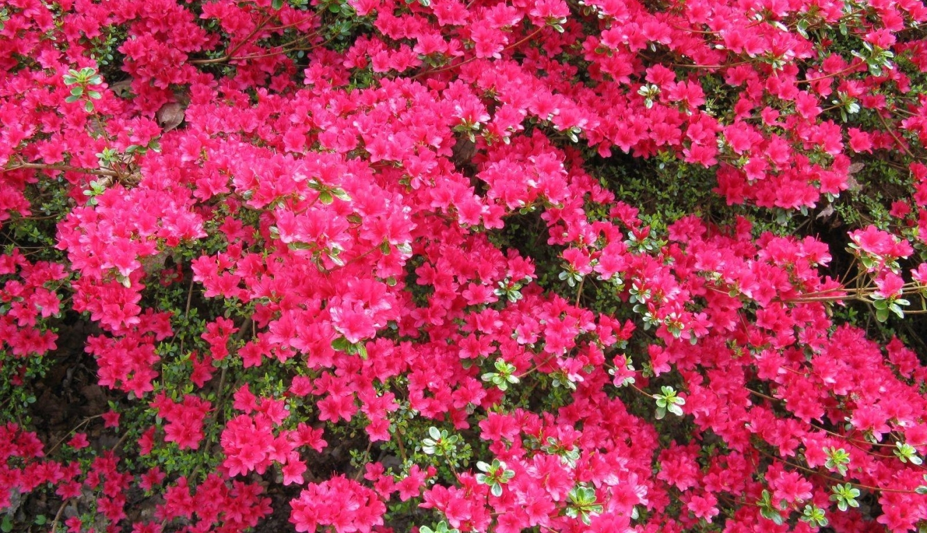 1336x768 Resolution azalea, shrub, bloom HD Laptop Wallpaper ...