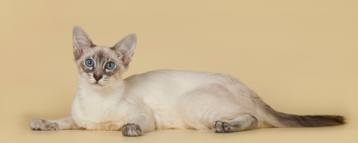 1200x480 bali, balinese, balinese cat 1200x480 Resolution Wallpaper, HD