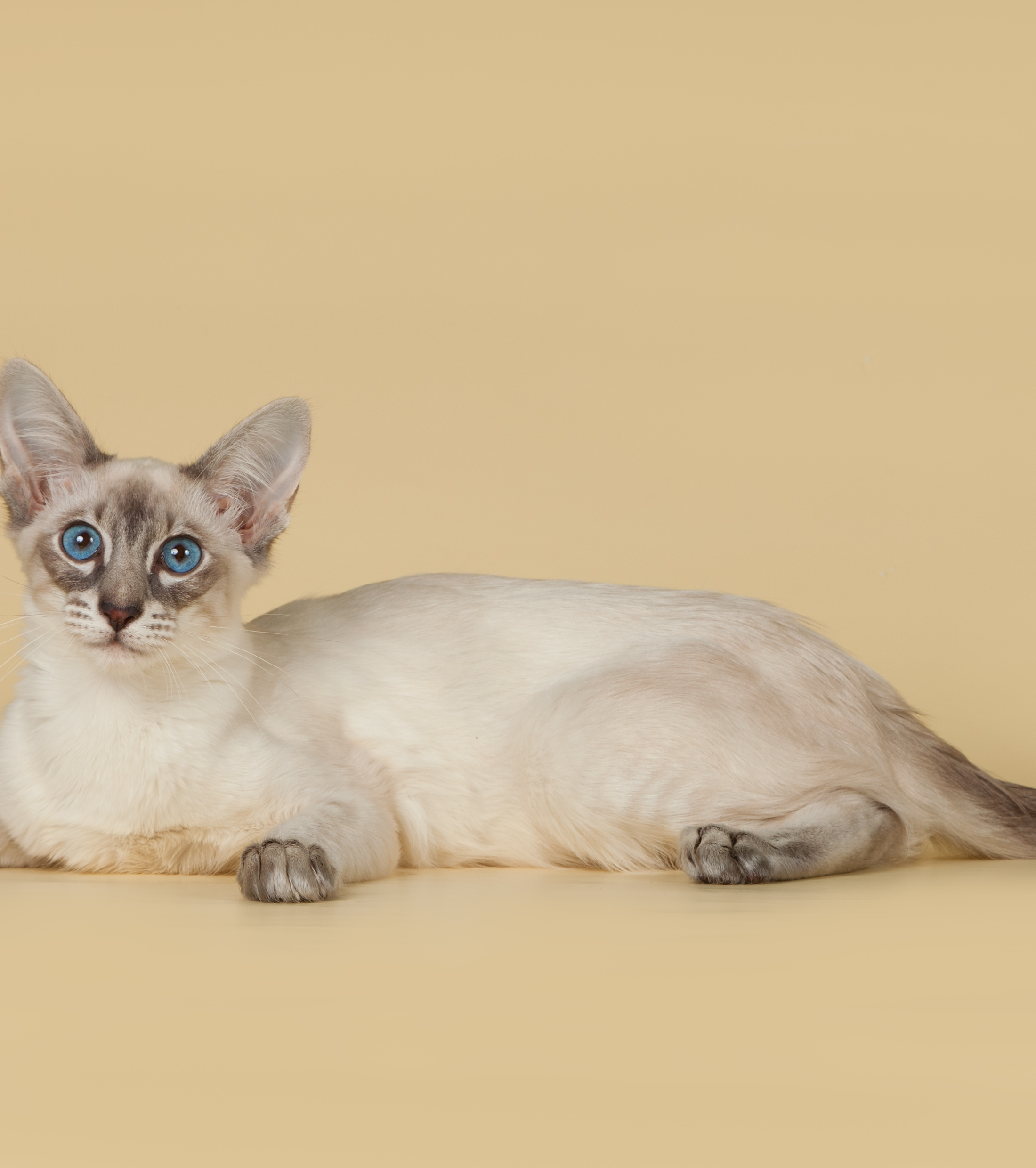 2200x2480 bali, balinese, balinese cat 2200x2480 Resolution Wallpaper