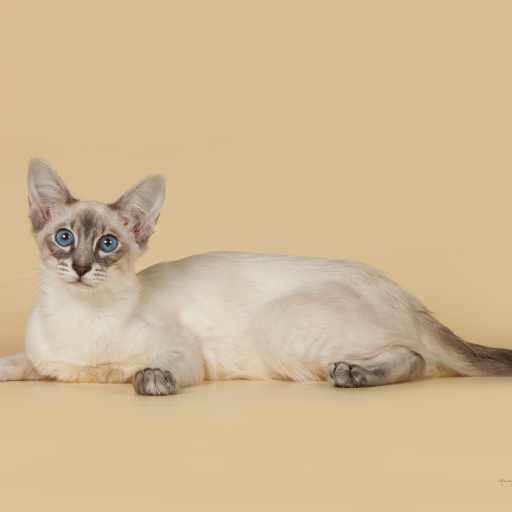 512x512 bali, balinese, balinese cat 512x512 Resolution Wallpaper, HD