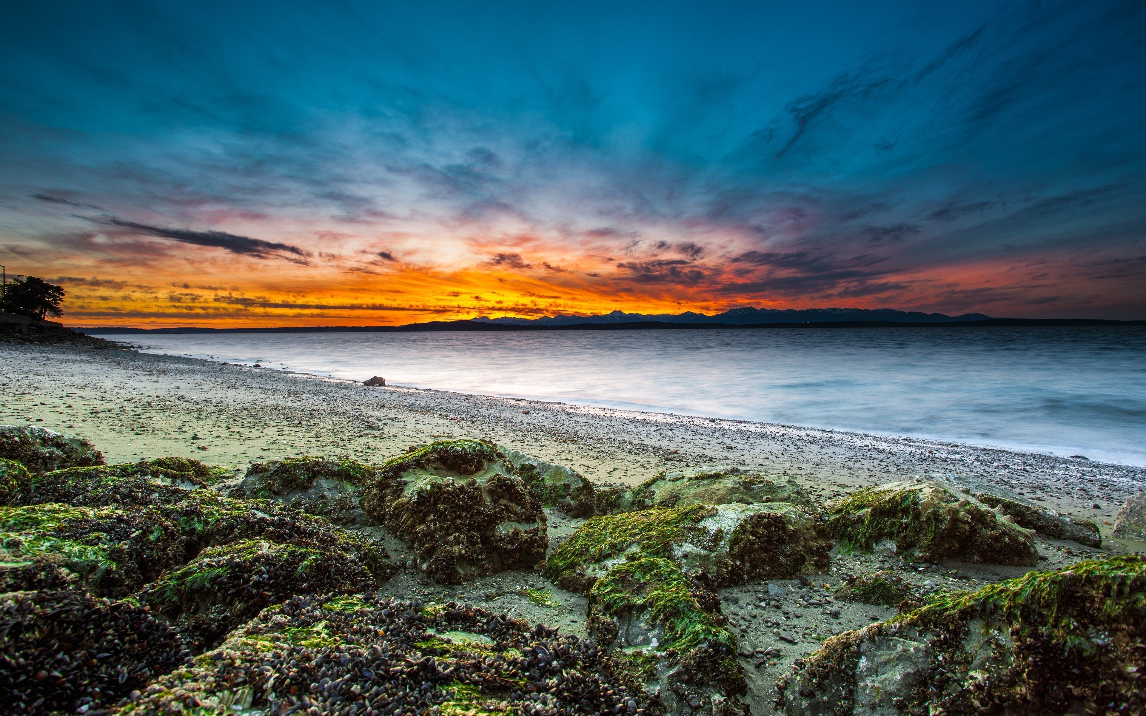 beach, grass, moss Wallpaper, HD Nature 4K Wallpapers, Images, Photos and Background