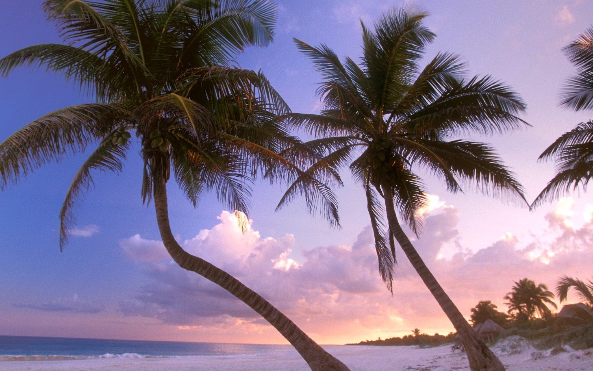 1920x1200 beach, palm trees, sand 1200P Wallpaper, HD Nature 4K