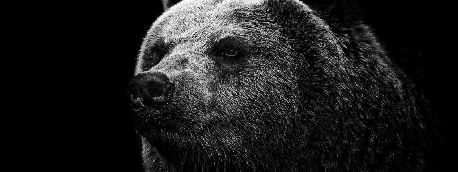 Медведь на черном фоне. Черный медведь. Медведь Гризли. Медведь черно белый.