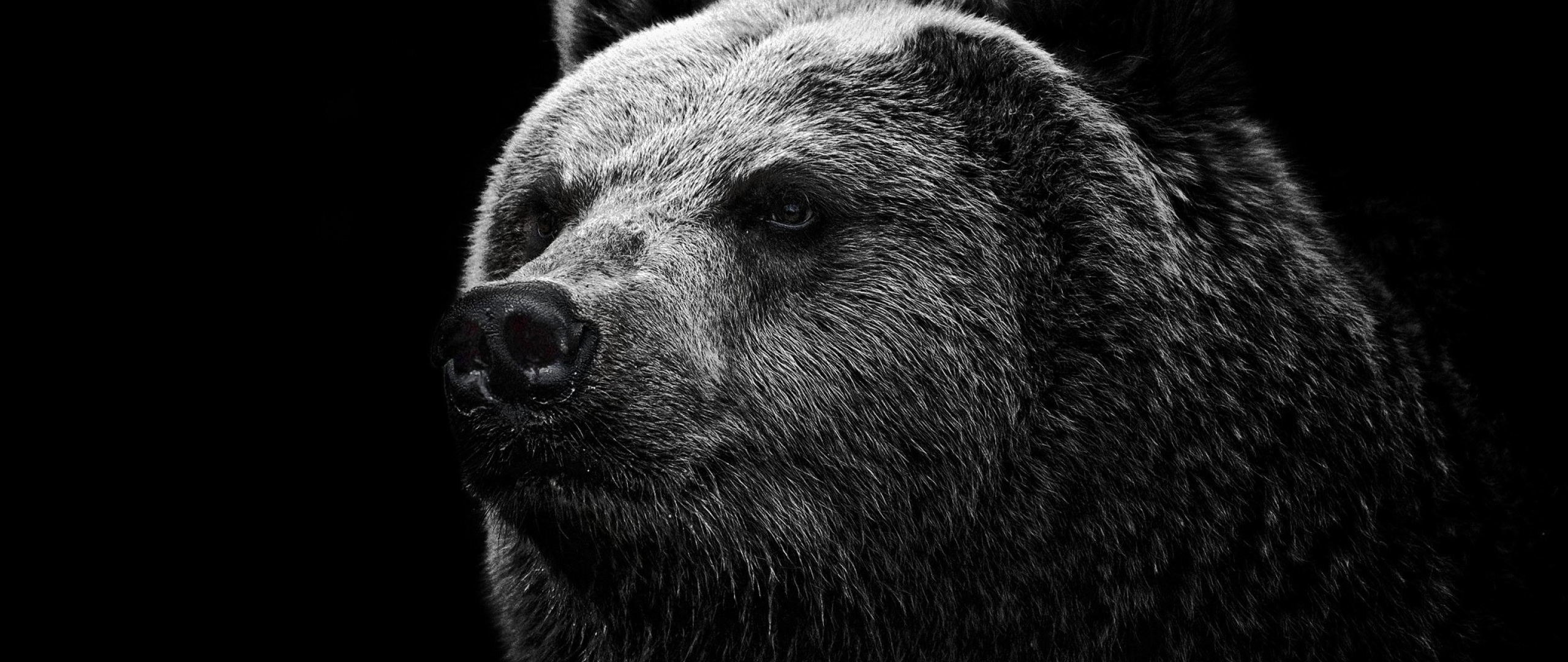 Медведь на черном фоне