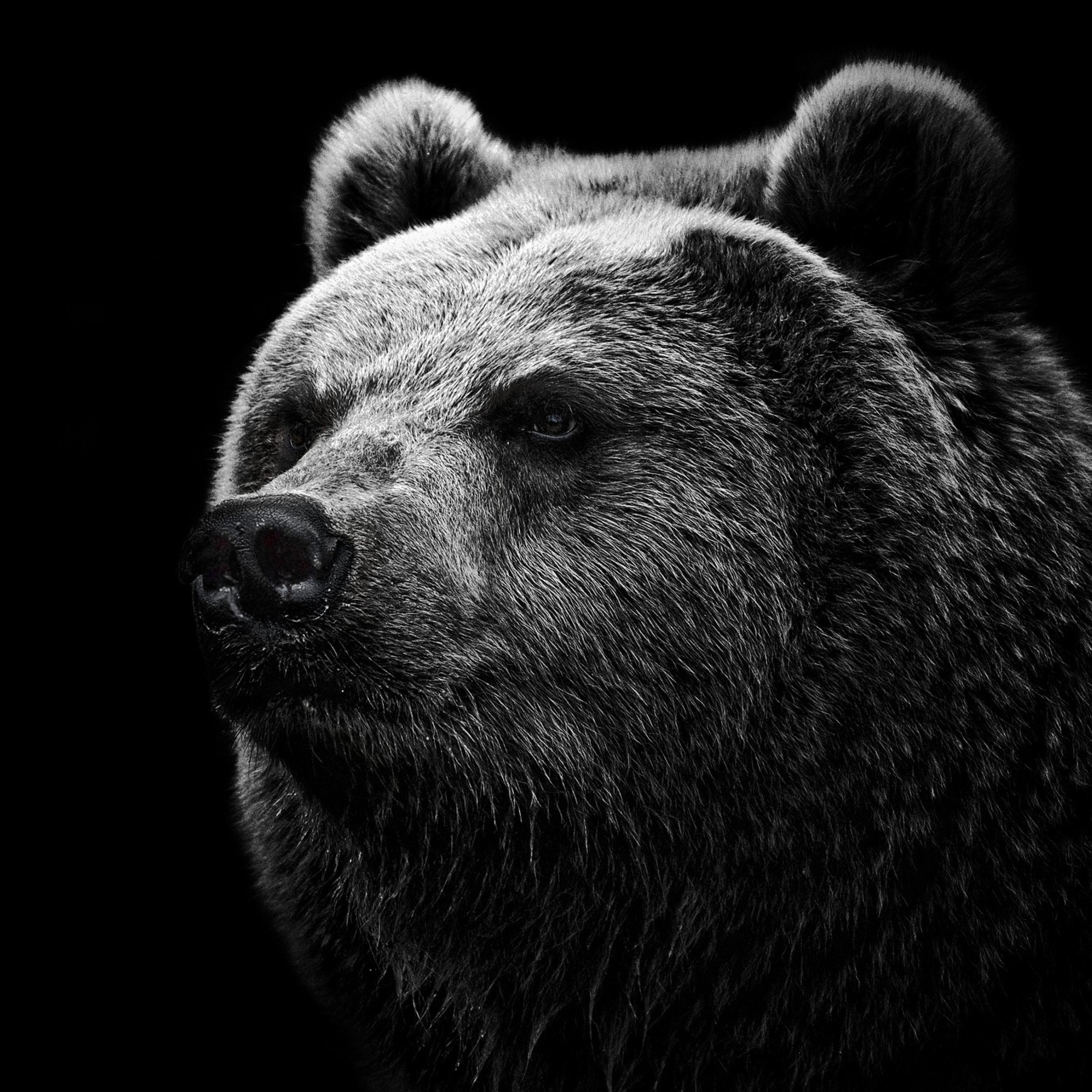 Медведь на черном фоне. Медведь Гризли. Морда медведя. Медведь на аву. Морда русского медведя.