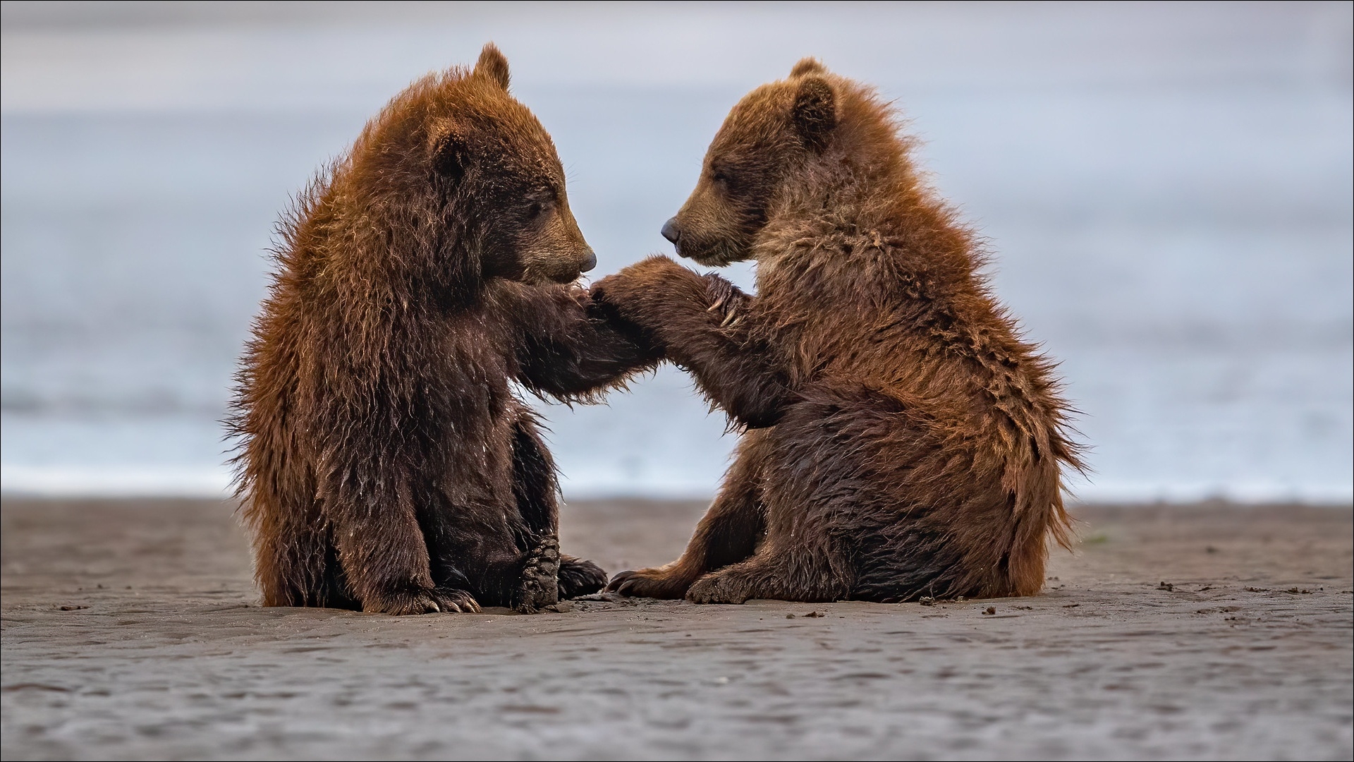 Bear HD Friendship Wallpaper, HD Animals 4K Wallpapers, Images, Photos and  Background - Wallpapers Den