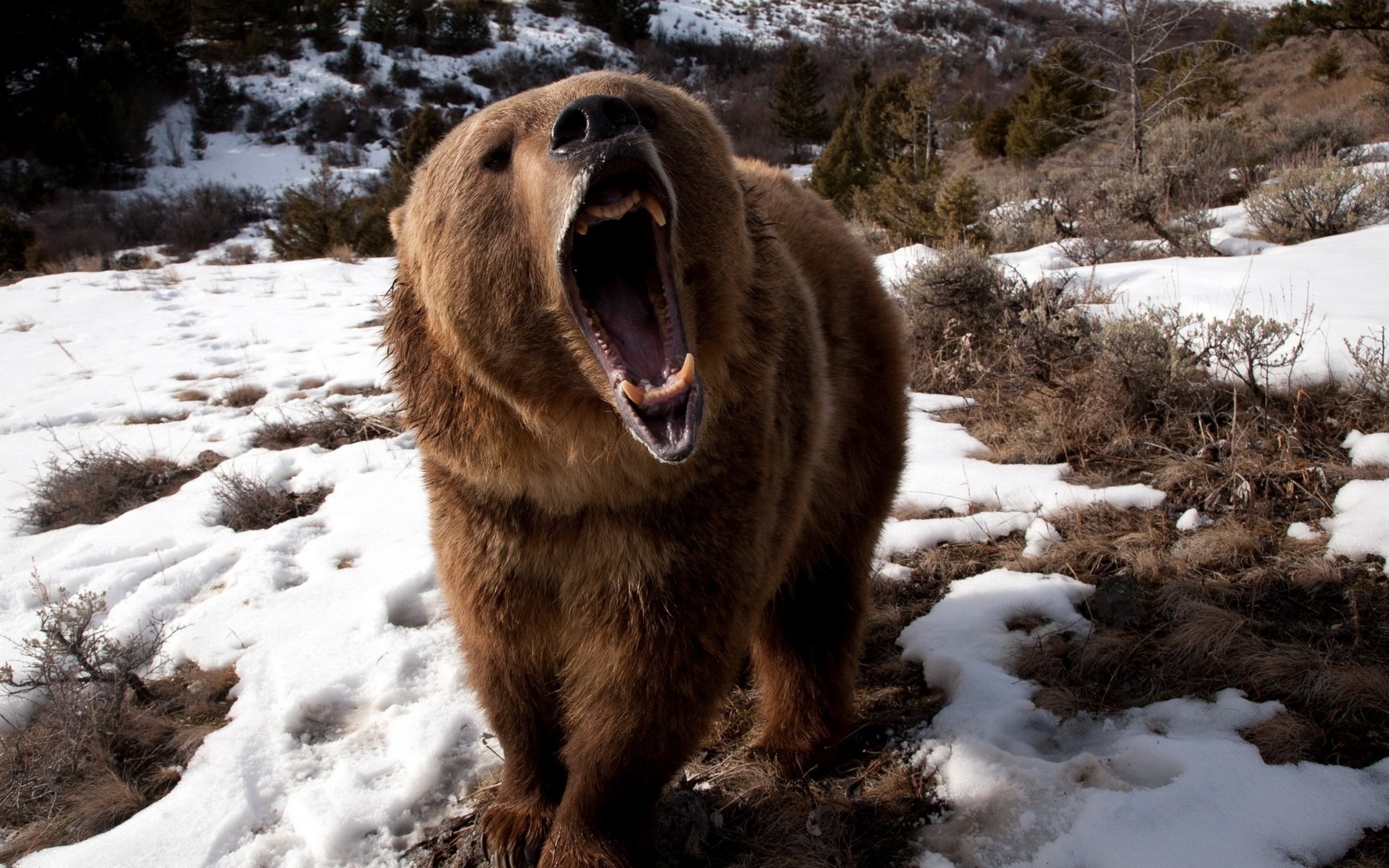 Медведь басс. Грозный бурый медведь. Медведь Гризли оскал. Гризли Grizzly, Гризли, медведь.. Грозный медведь Гризли.