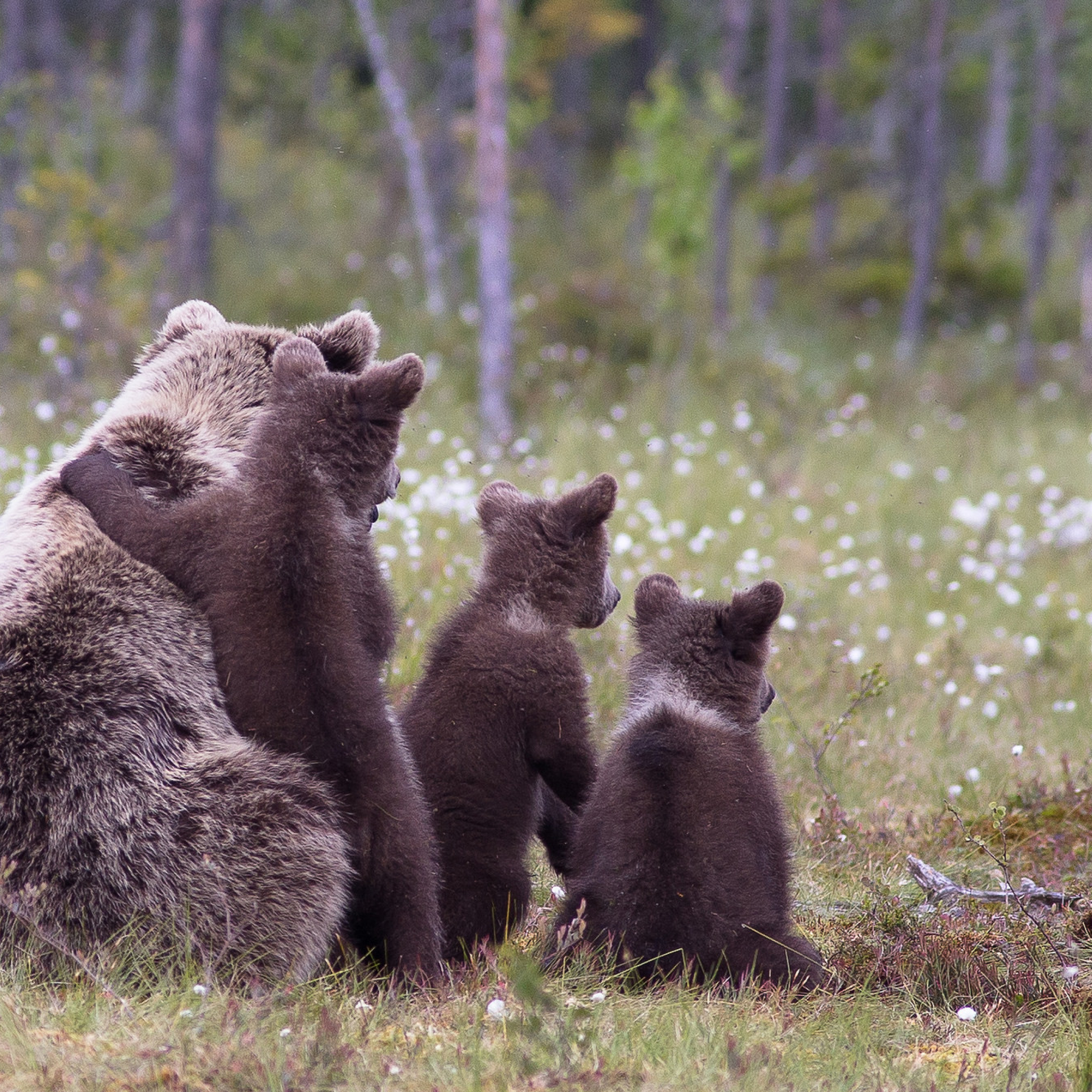 De bears. Медвежата Кантри фильм. Котик или Медвежонок обои. Обои с медвежатами 2021. Медведь сидит на попе.