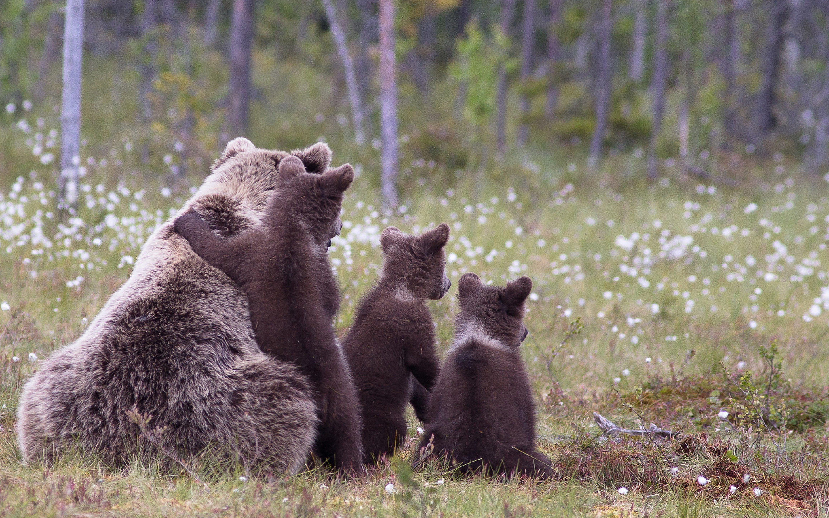 Звери никуда. Сайлюгемская популяция бурого медведя (Ursus arctos). Бурый медведь Пестун. Бурый медведь с медвежатами. Медведица и медведь Пестун.