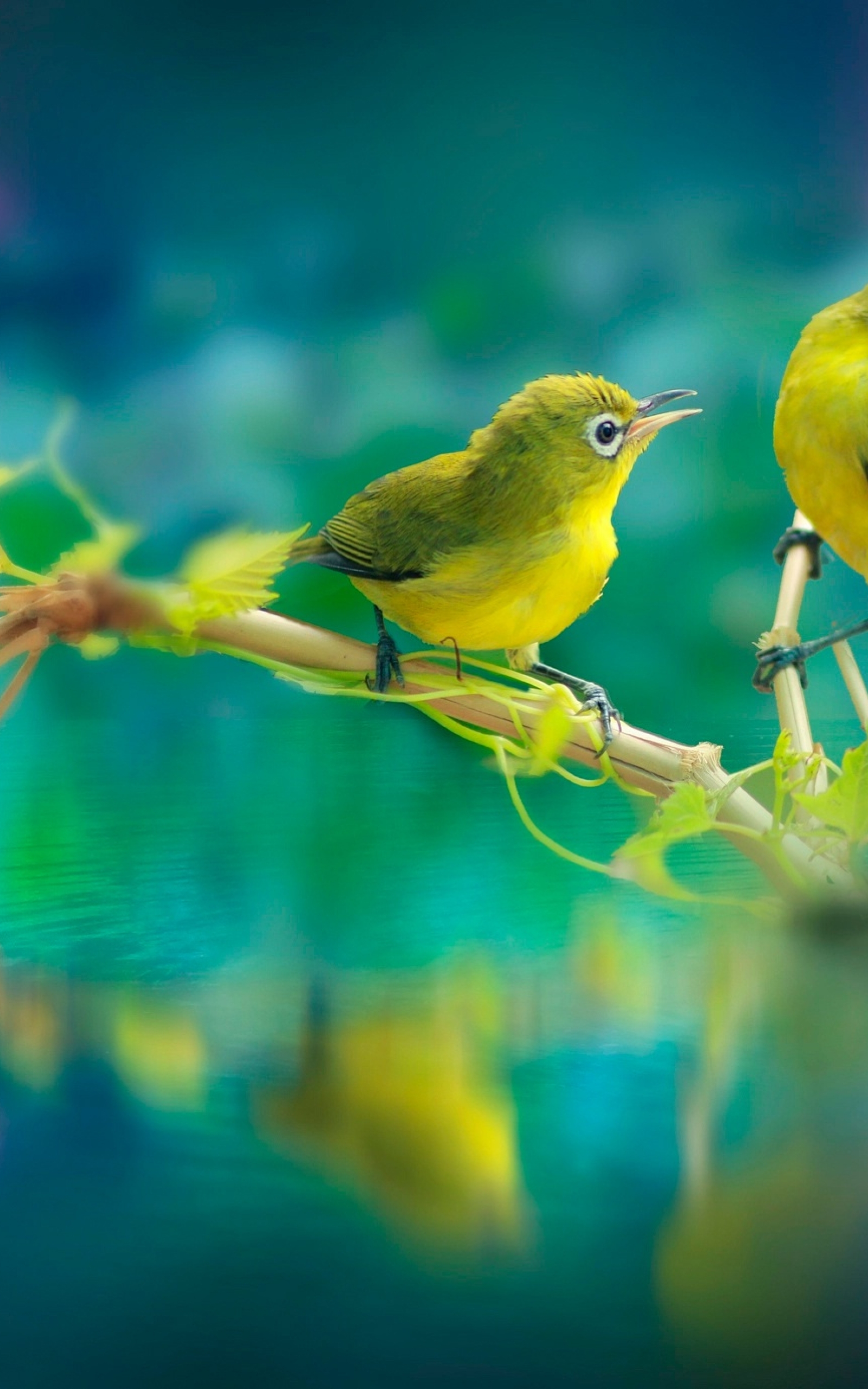 Beautiful Birds Wallpaper Download : Download Beautiful Birds