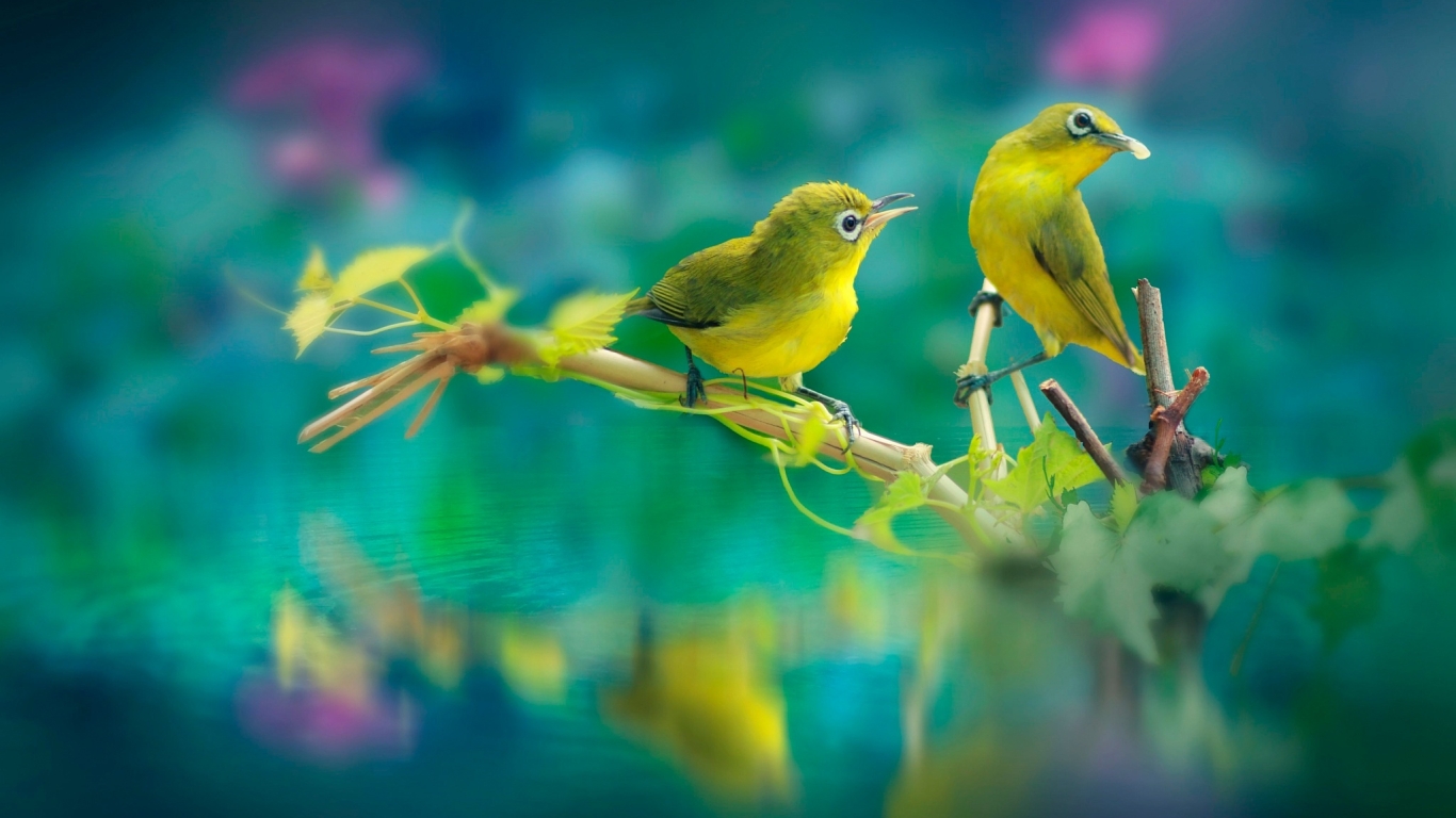1366x768 Beautiful Birds 1366x768 Resolution Wallpaper, HD Animals 4K  Wallpapers, Images, Photos and Background - Wallpapers Den