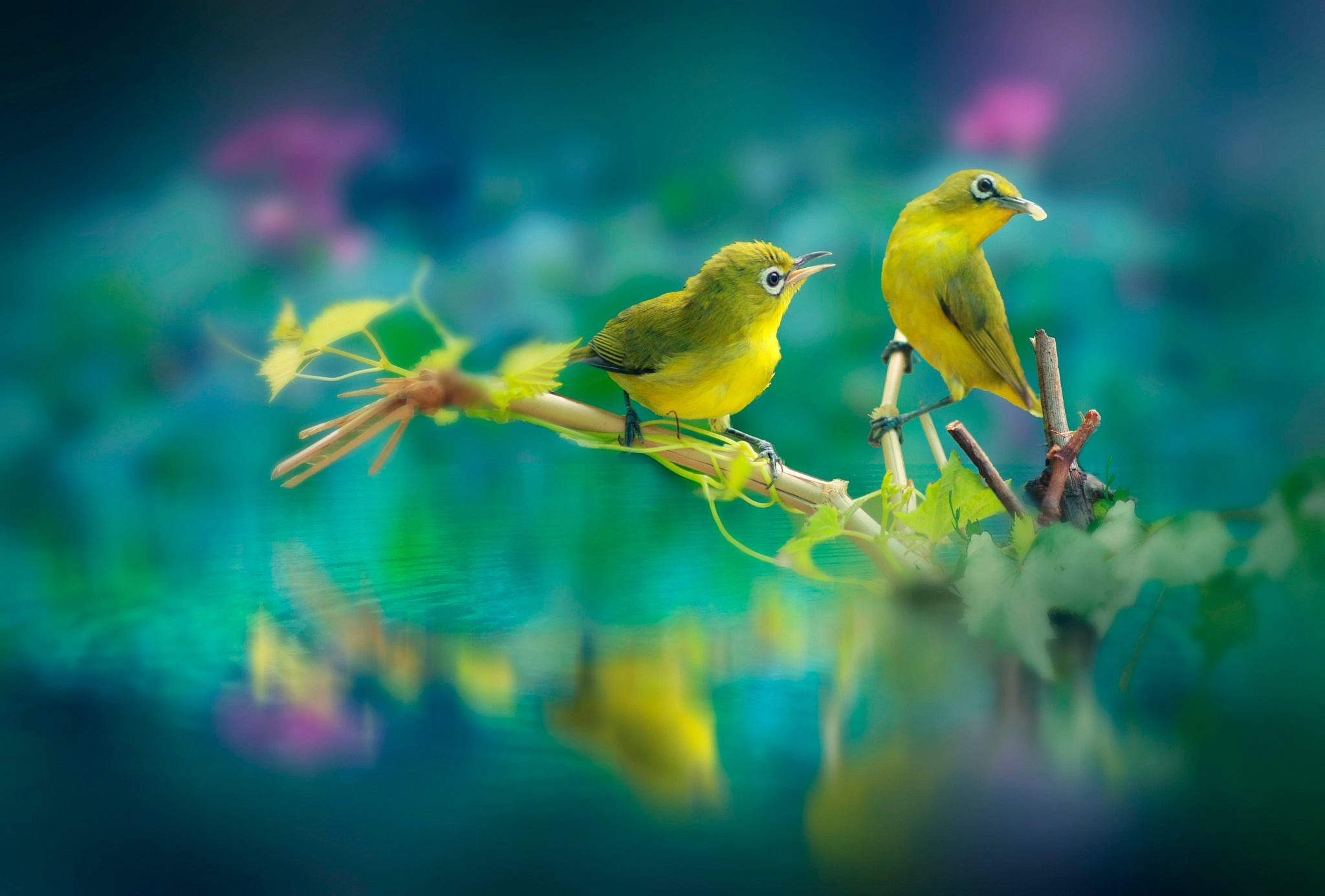 Beautiful Birds Wallpaper, HD Animals 4K Wallpapers, Images, Photos and  Background - Wallpapers Den