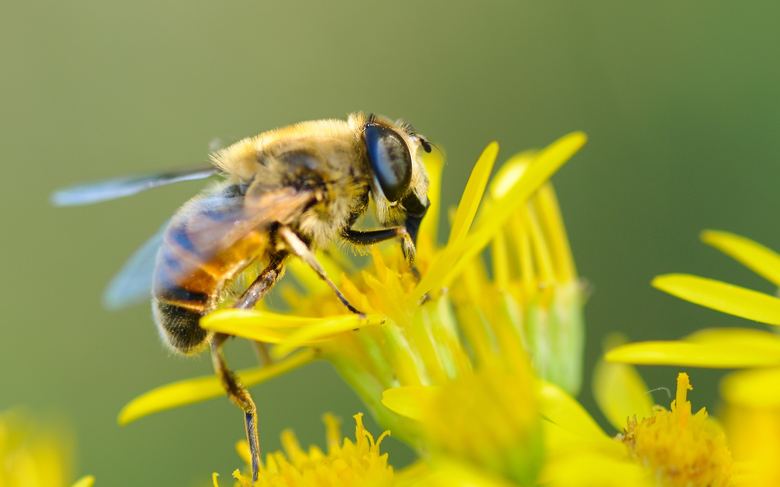 2560x1600 bee, flower, pollination 2560x1600 Resolution Wallpaper, HD