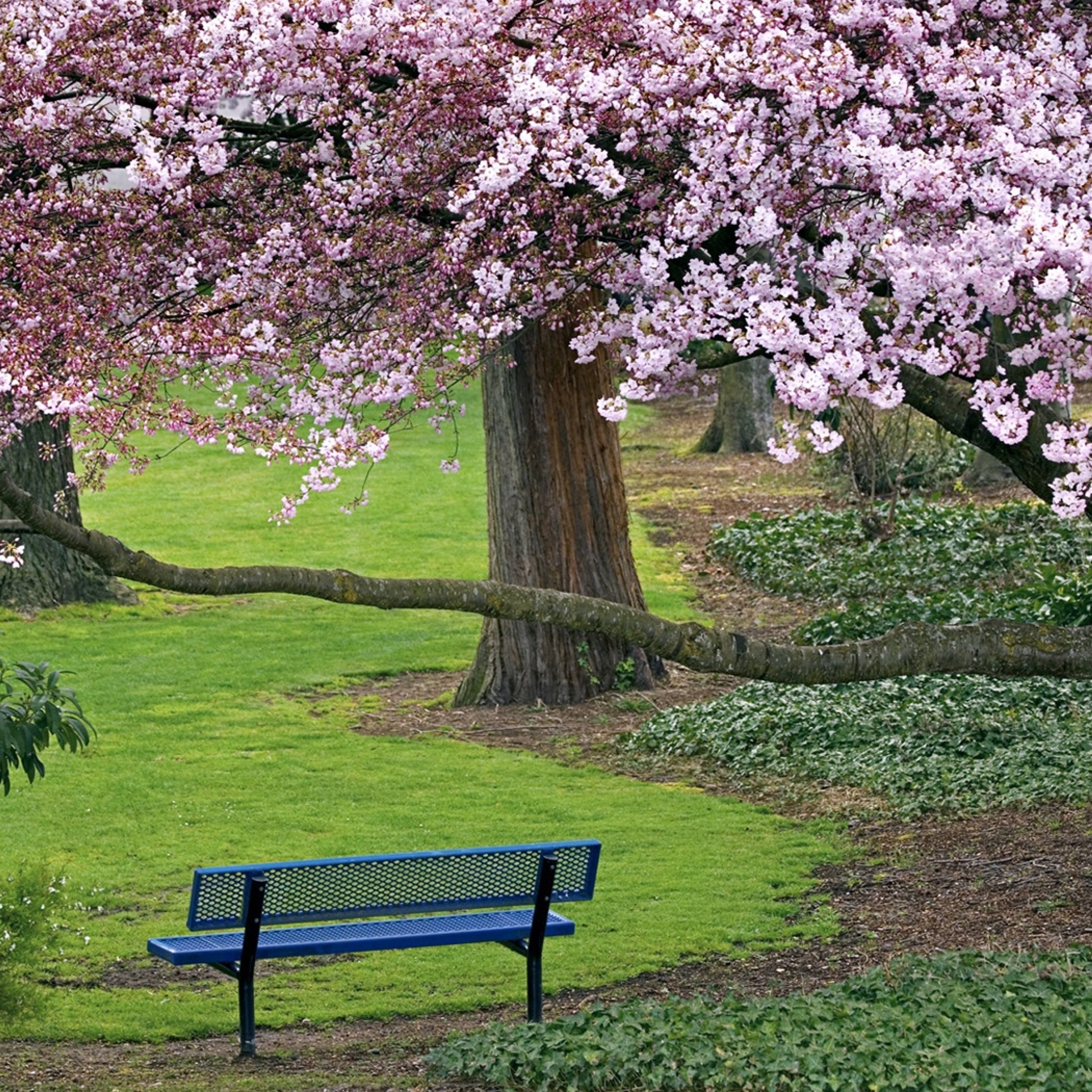 Spring tree. Сад Василеостровец Сакура. Сад Кавати Фудзи. Pink черри блоссом дерево деревья парк. Краснодар парк Сакура лавочки.