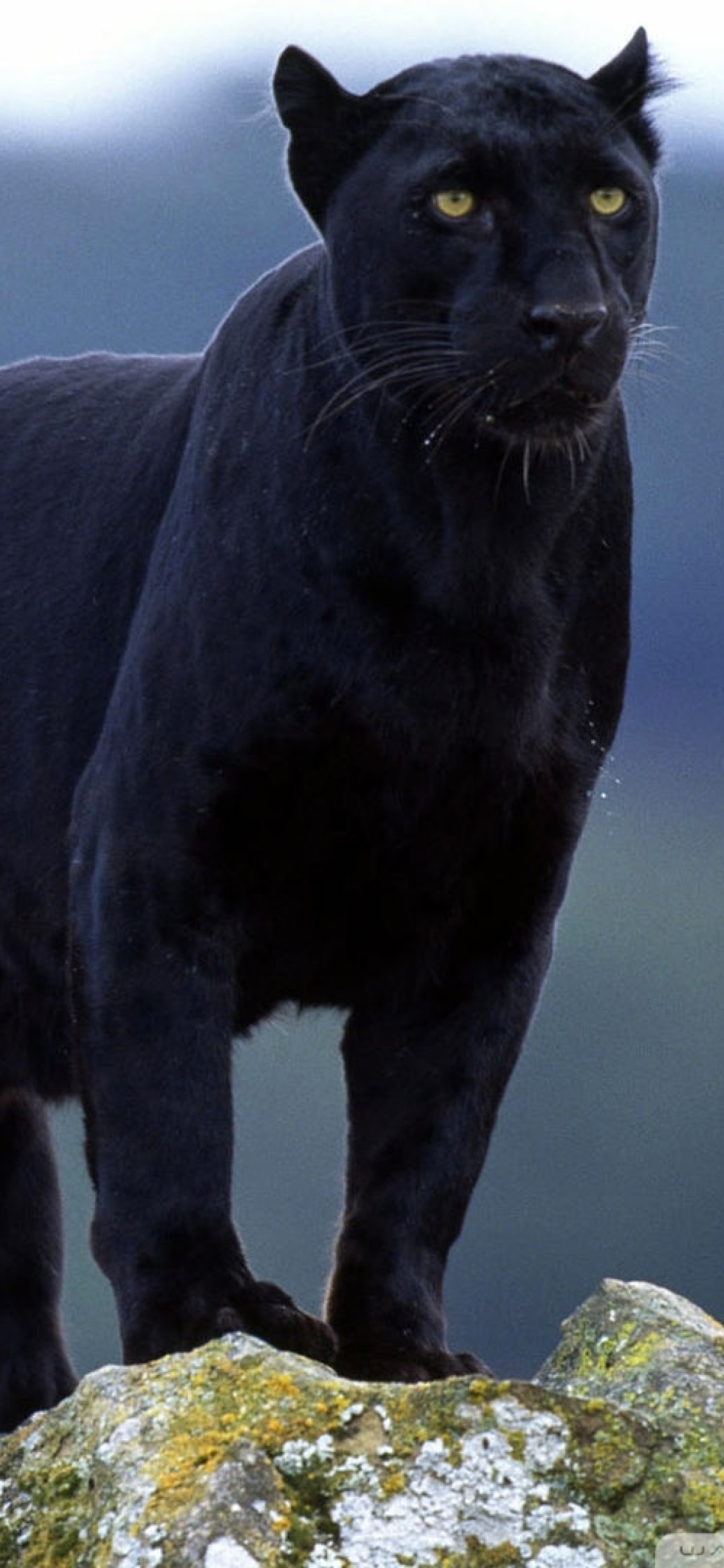 1242x2688 Black Panther India Iphone XS MAX Wallpaper, HD Animals 4K  Wallpapers, Images, Photos and Background - Wallpapers Den