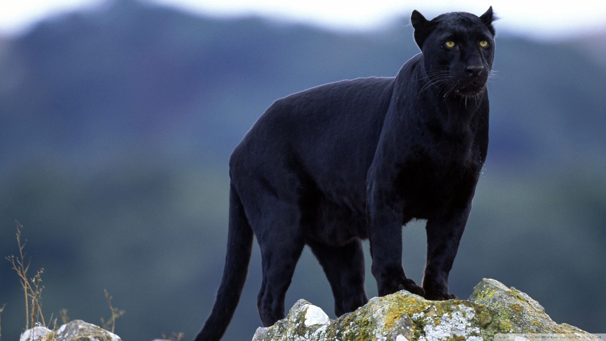 download the new for mac Black Panther