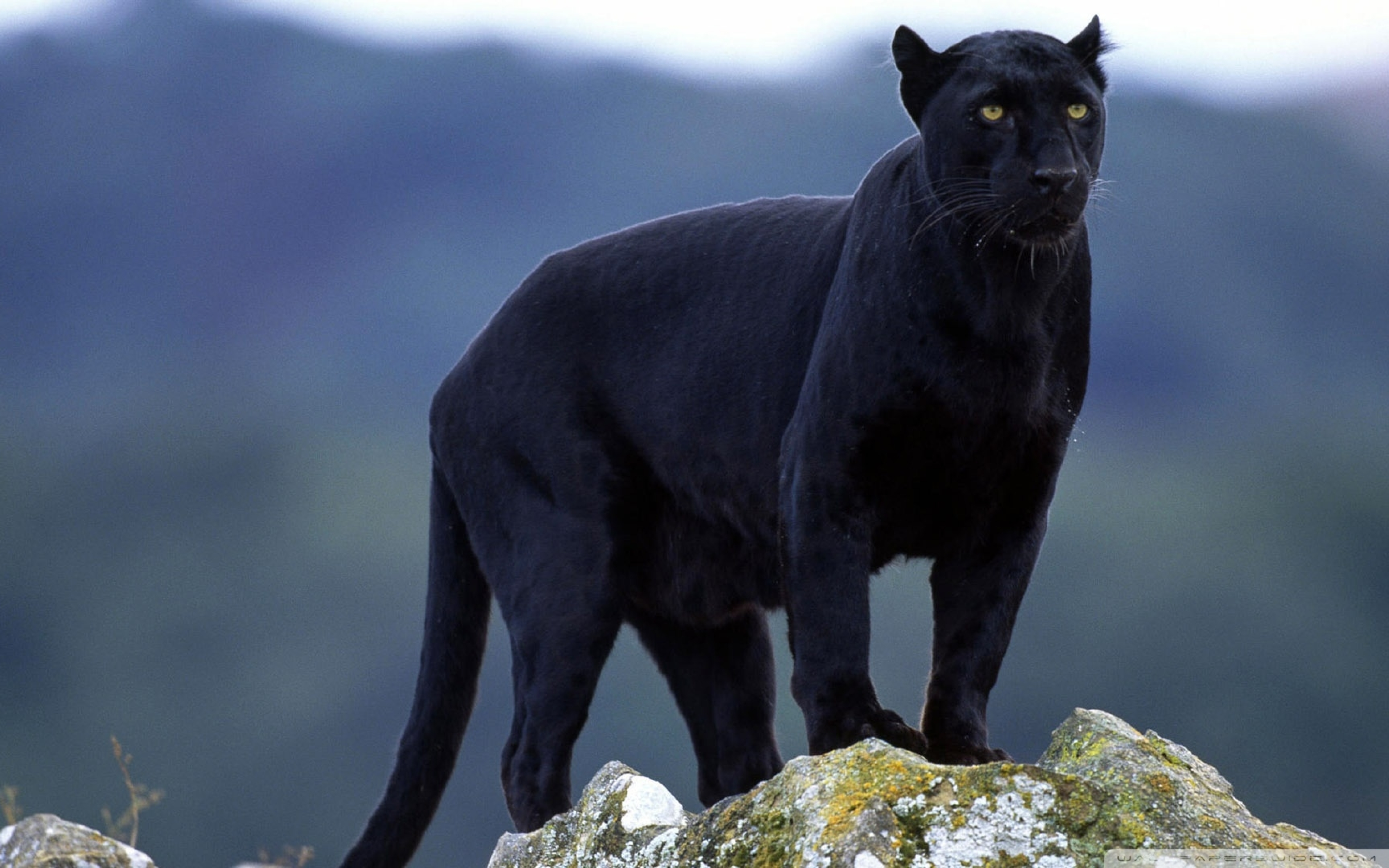 Корейские пантеры