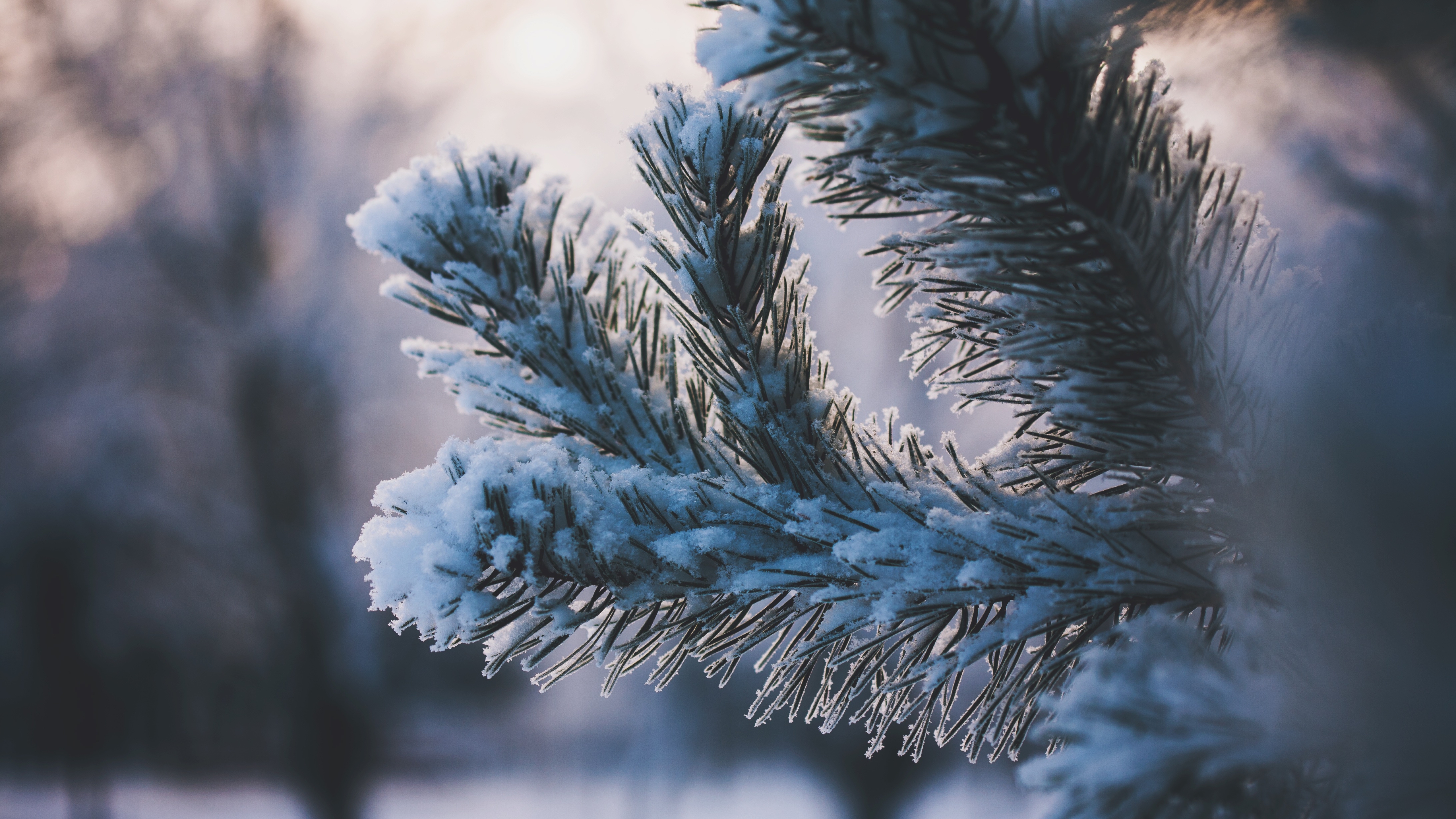 природа ветка зима снег ель nature branch winter snow spruce без смс