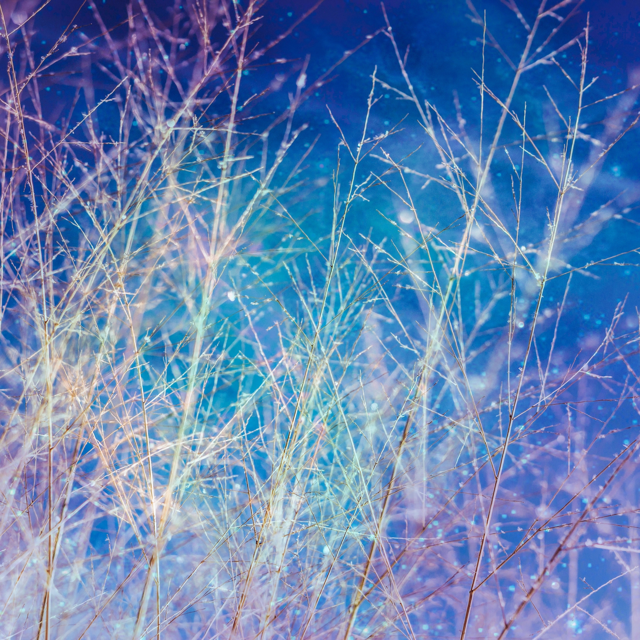 2048x2048 branches, sky, shine Ipad Air Wallpaper, HD Nature 4K