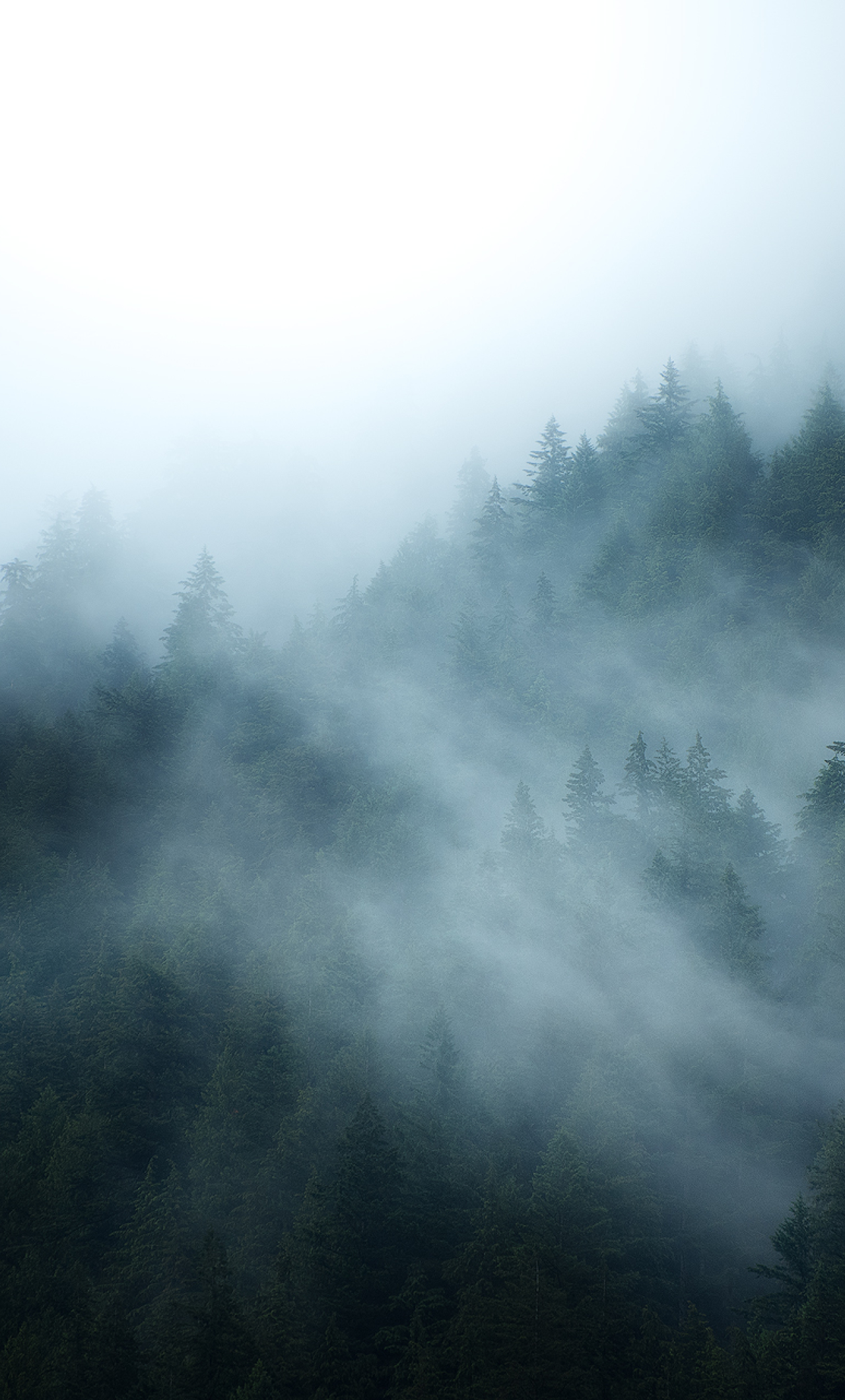 1280x2120 British Columbia Foggy Forest iPhone 6 plus Wallpaper, HD Nature  4K Wallpapers, Images, Photos and Background - Wallpapers Den