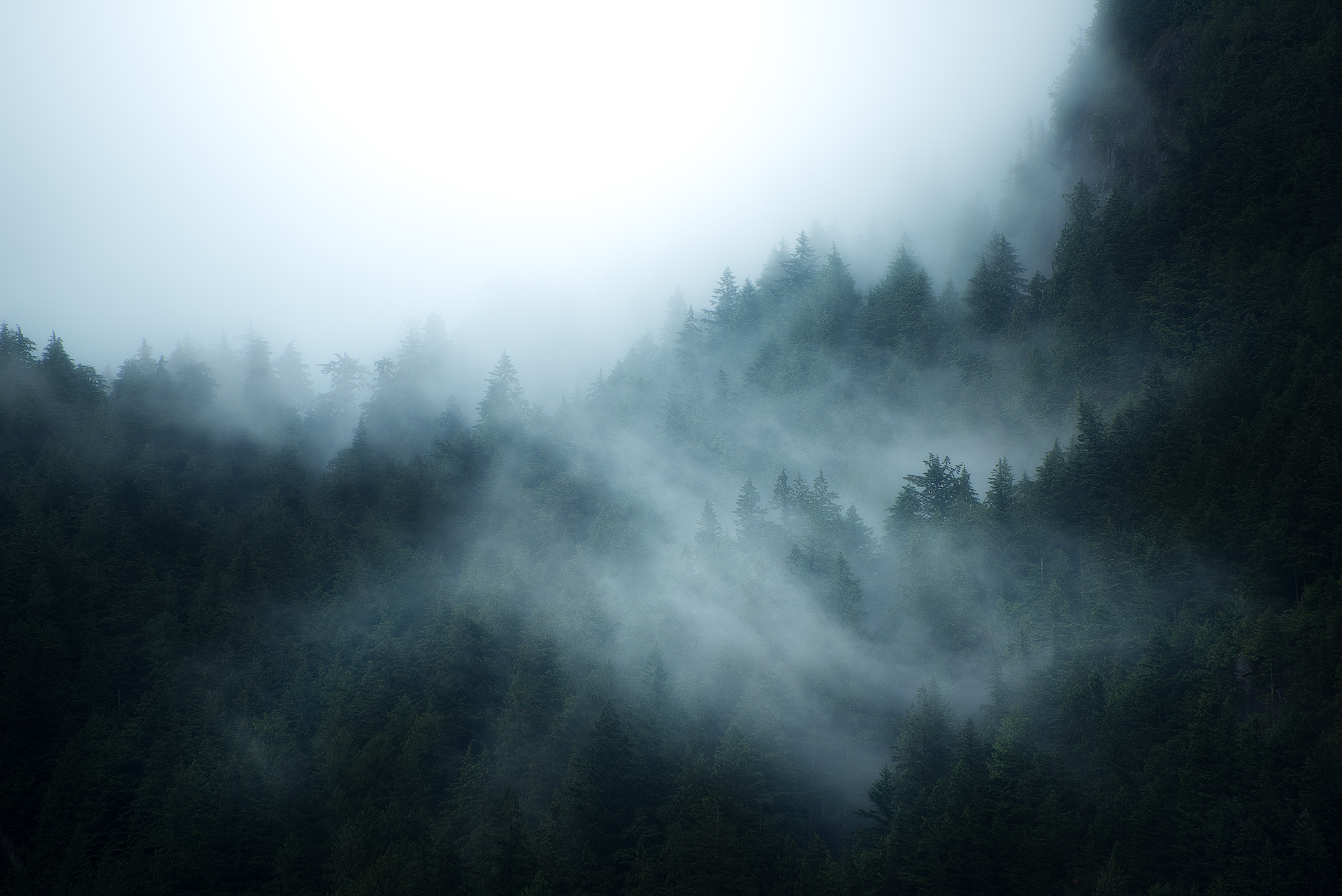 Fog Forest 4K wallpaper